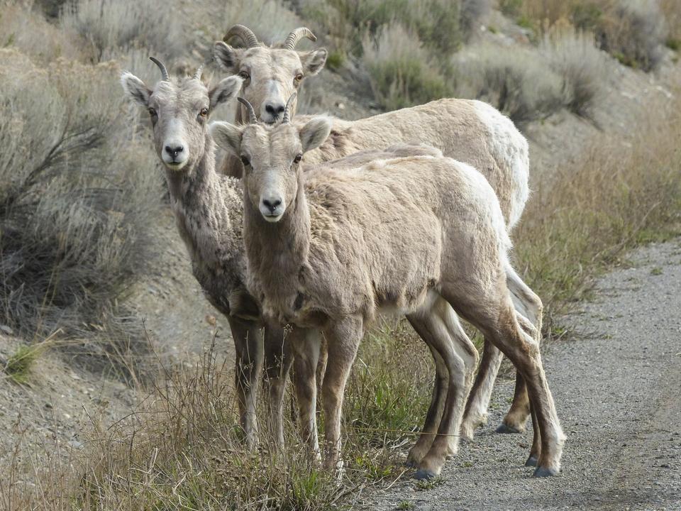 Free download high resolution image - free image free photo free stock image public domain picture  Mountain Bighorn Sheep on Lake Minnewanka, Alberta, Canada