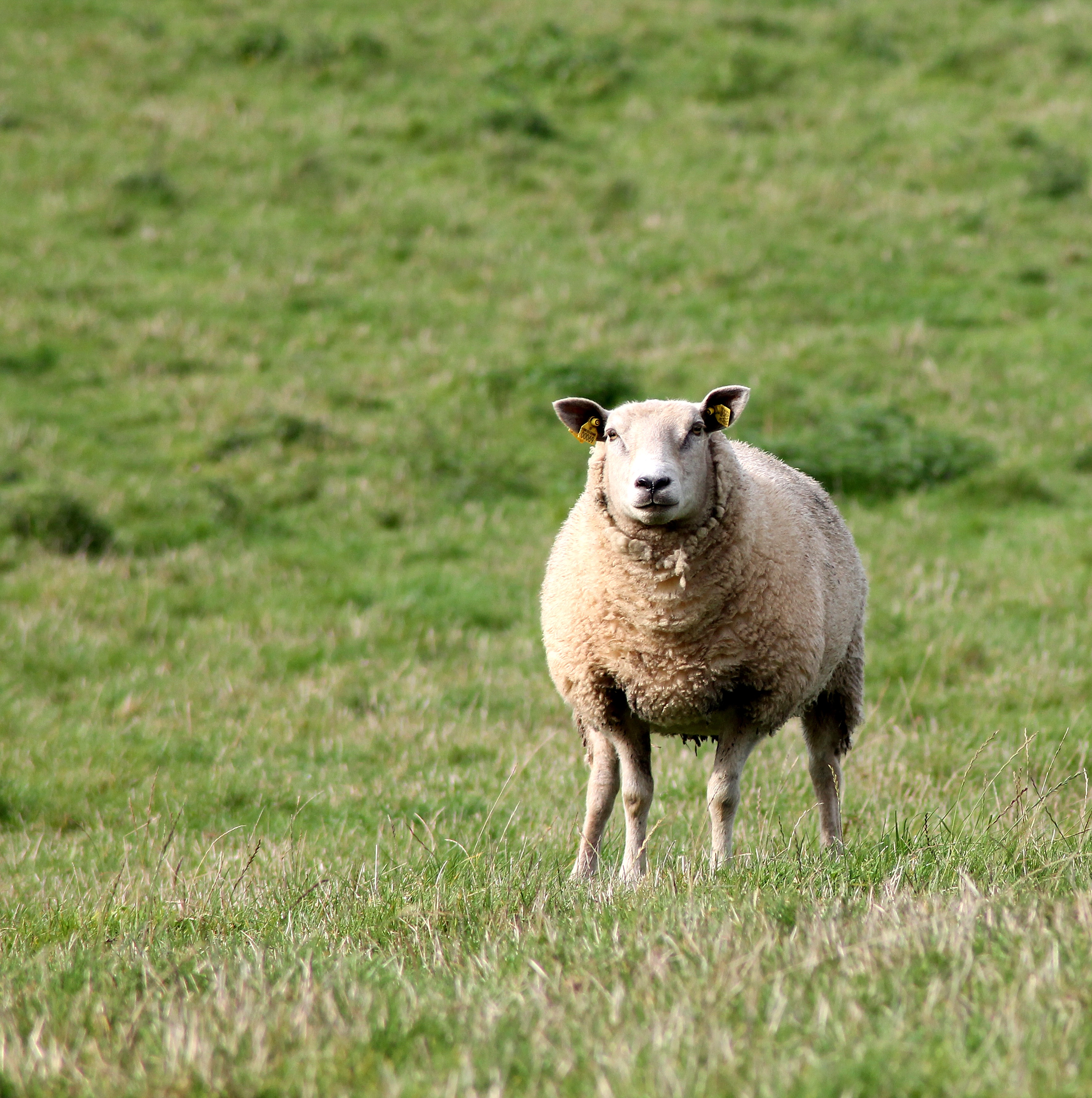 Free download high resolution image - free image free photo free stock image public domain picture -Sheep's face showing an ear that has been damaged by practices