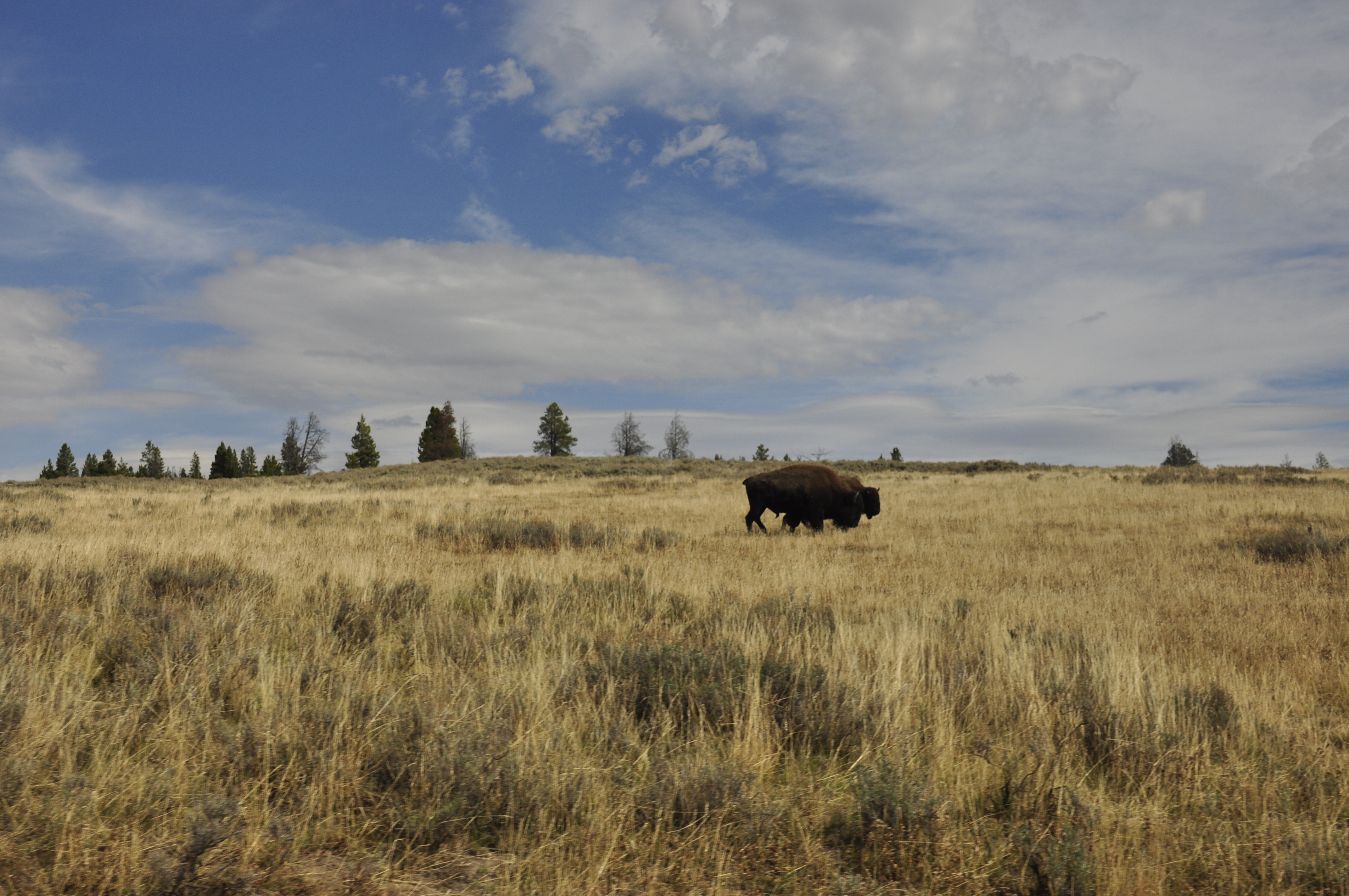 Free download high resolution image - free image free photo free stock image public domain picture -Buffalo at Yellowstone National Park