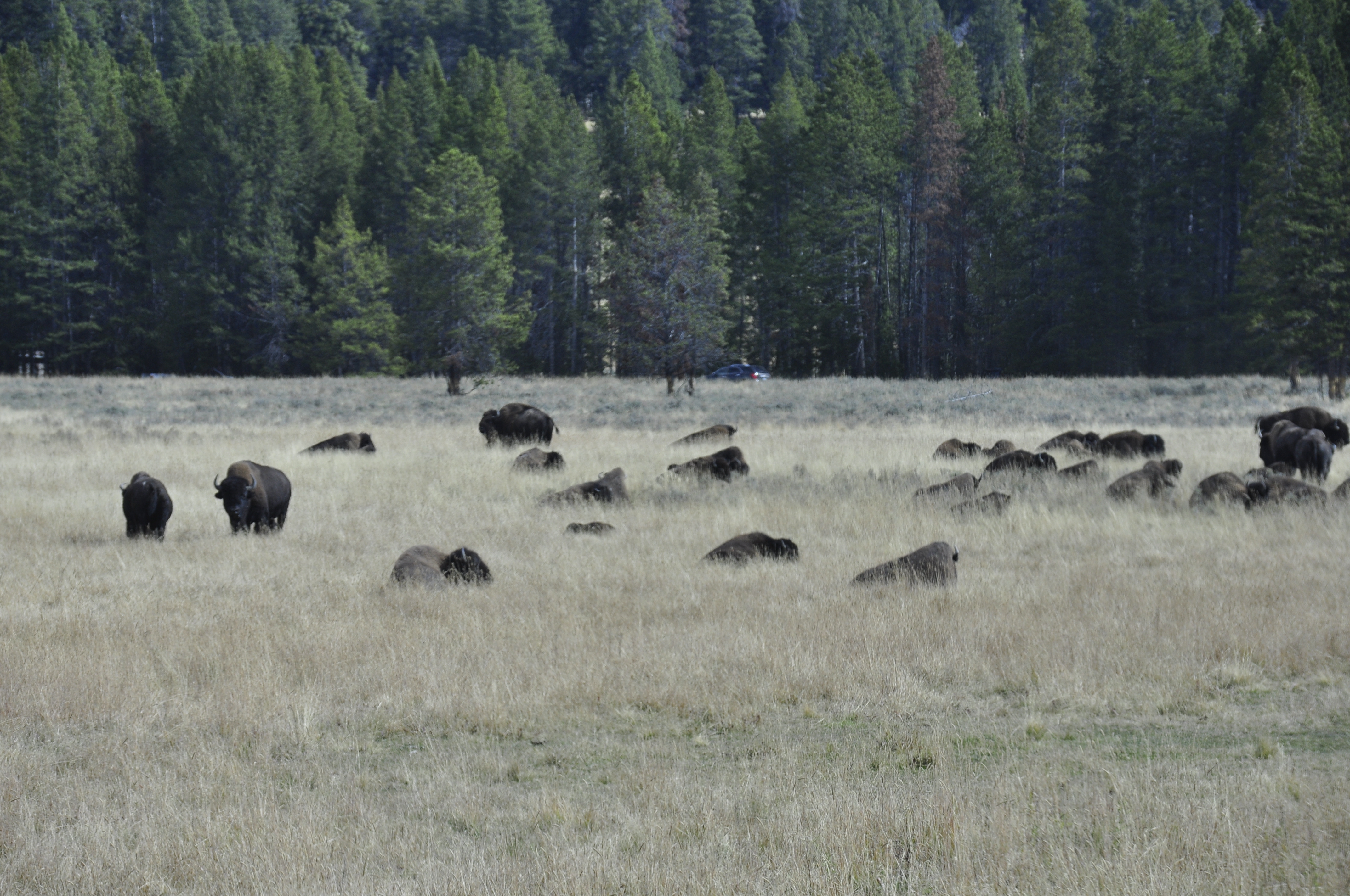 Free download high resolution image - free image free photo free stock image public domain picture -Heard of Buffalo at Yellowstone National Park