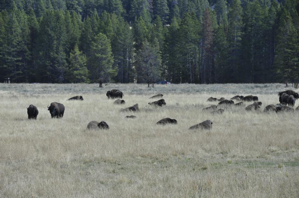 Free download high resolution image - free image free photo free stock image public domain picture  Heard of Buffalo at Yellowstone National Park