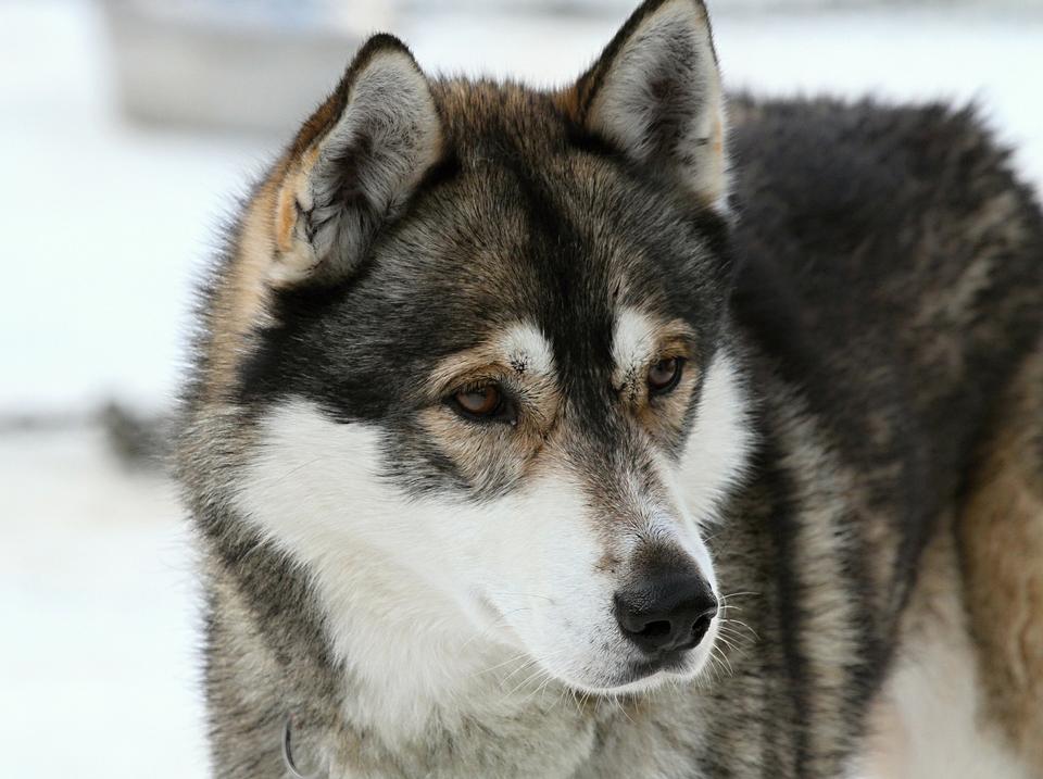 Free download high resolution image - free image free photo free stock image public domain picture  Beautiful Siberian Husky dog in winter