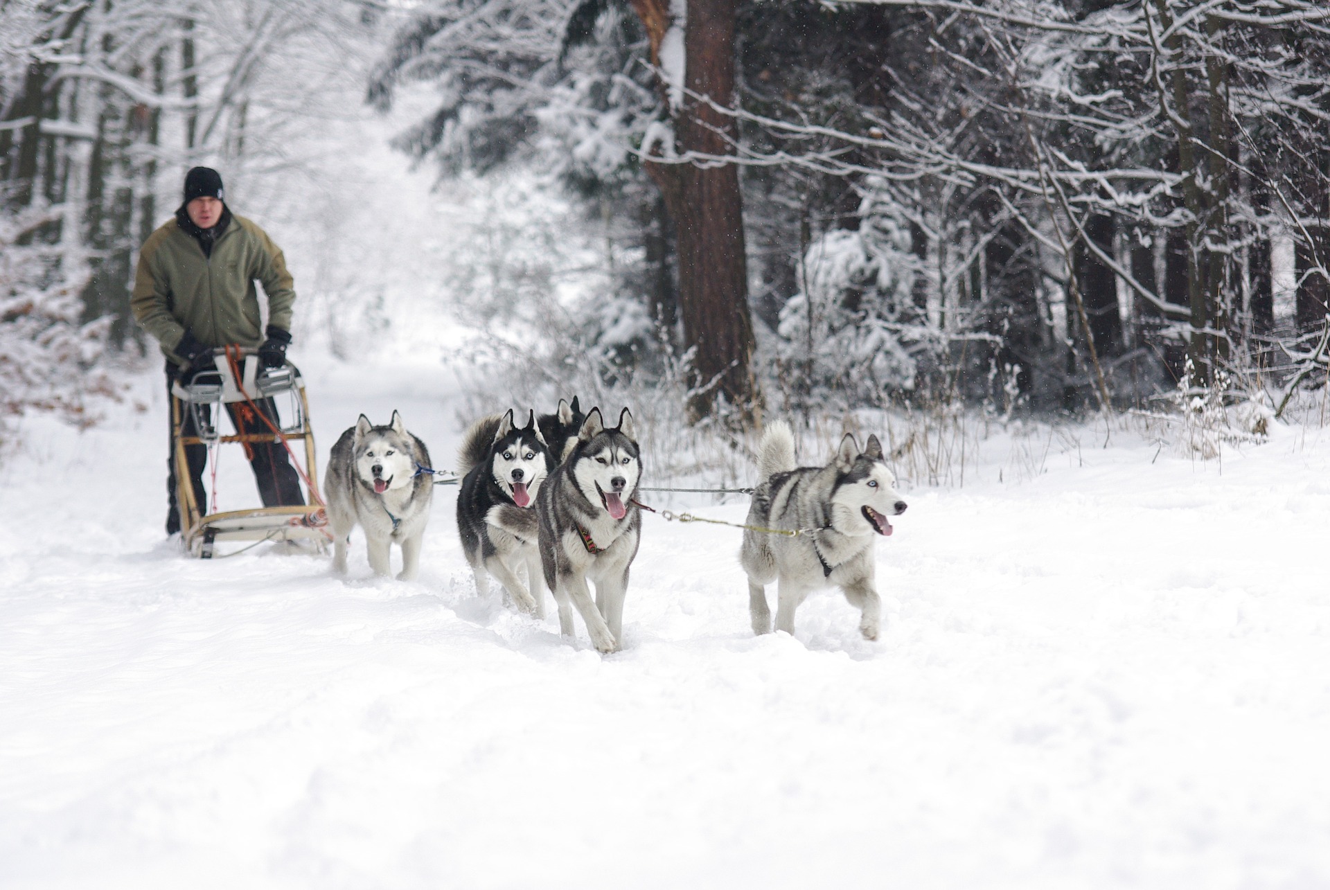 Free download high resolution image - free image free photo free stock image public domain picture -The dogs are pulling the sledge with full speed.