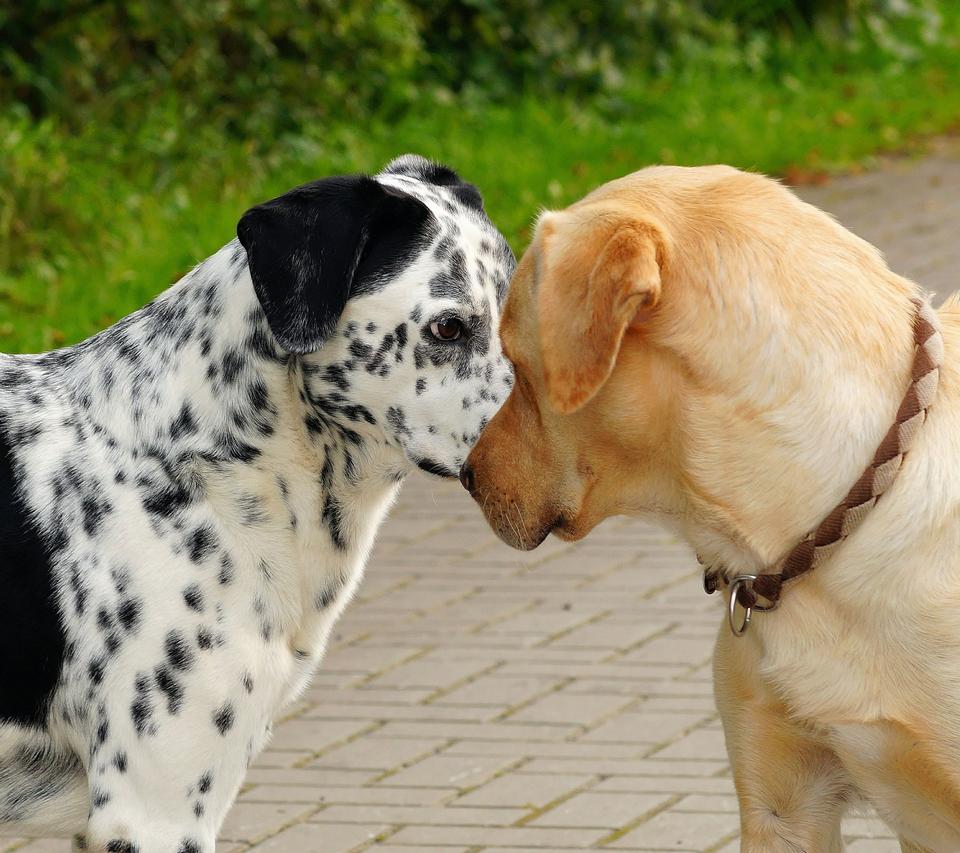 Free download high resolution image - free image free photo free stock image public domain picture  Two beautiful dog