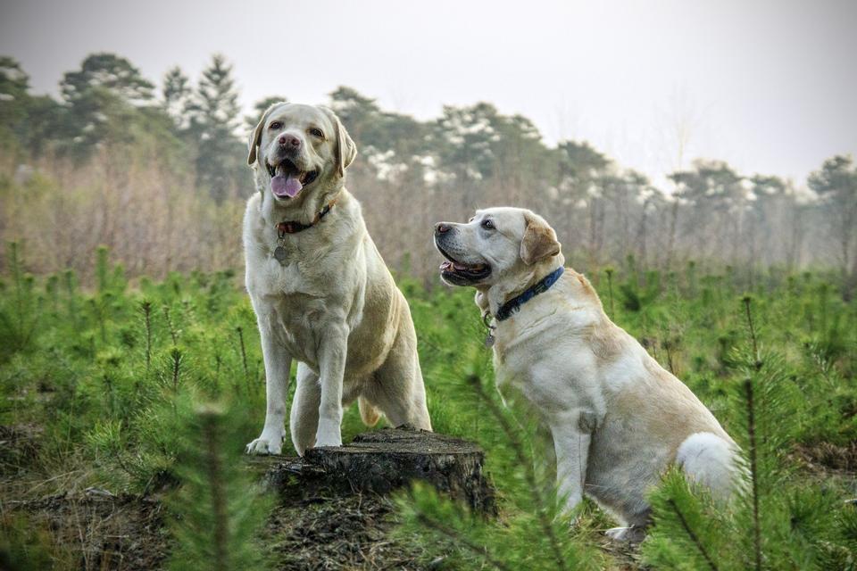 Free download high resolution image - free image free photo free stock image public domain picture  Beautiful golden retriever pair