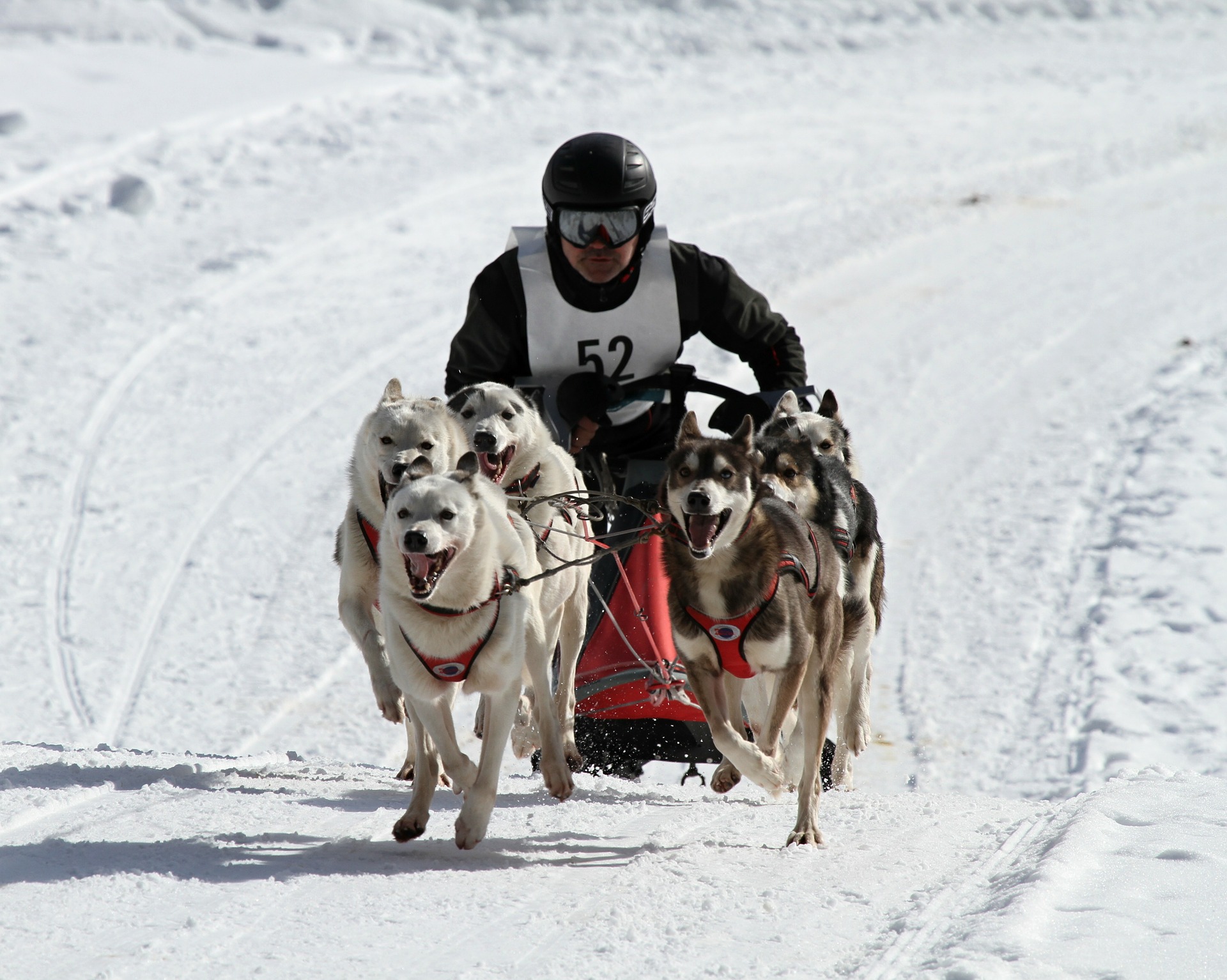 Free download high resolution image - free image free photo free stock image public domain picture -Husky safari in action. The dogs are pulling the sledge