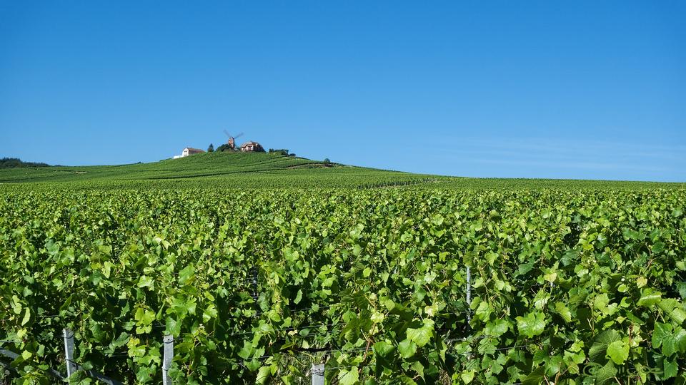 Free download high resolution image - free image free photo free stock image public domain picture  Reims Verzenay Champagne Grapes Fields Winery