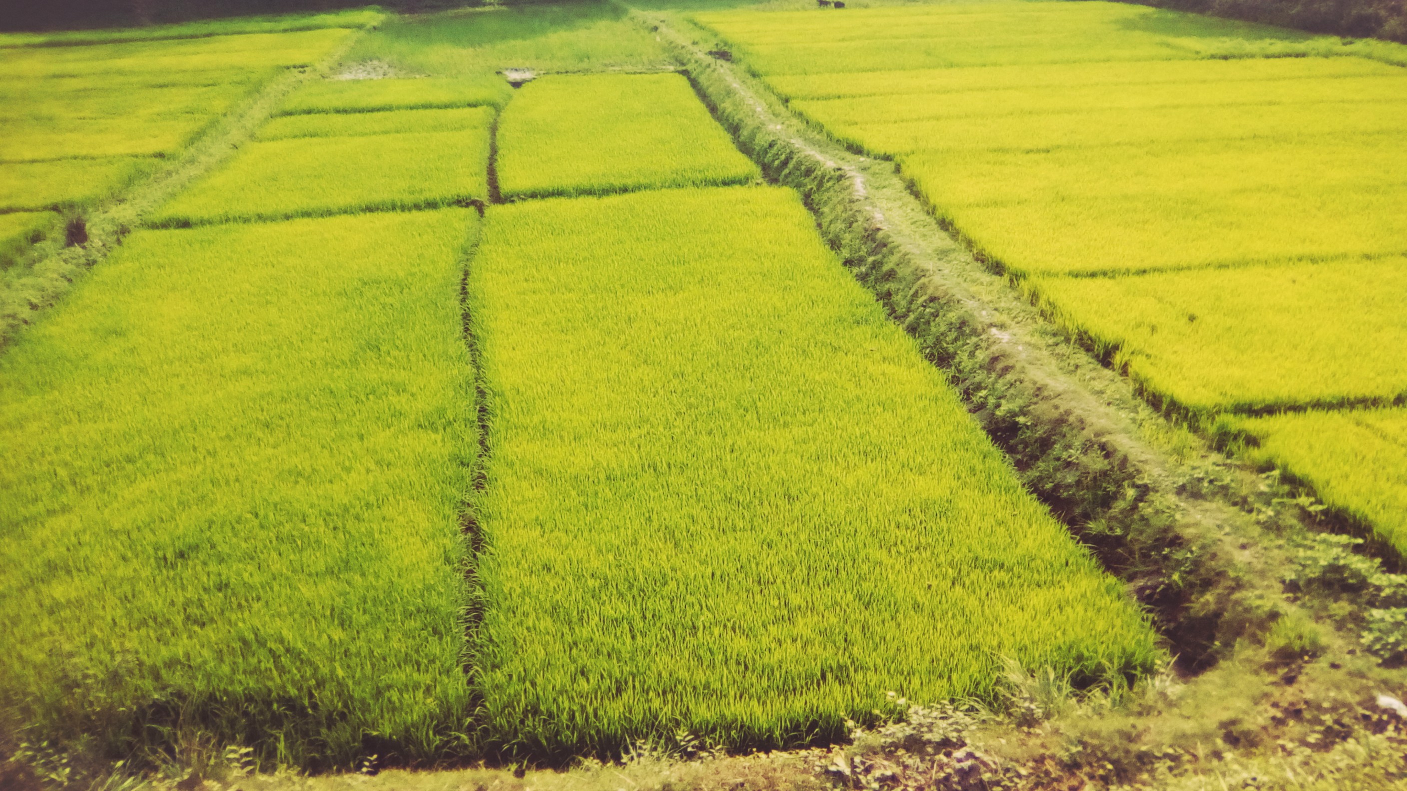 Free download high resolution image - free image free photo free stock image public domain picture -Green Bangladesh