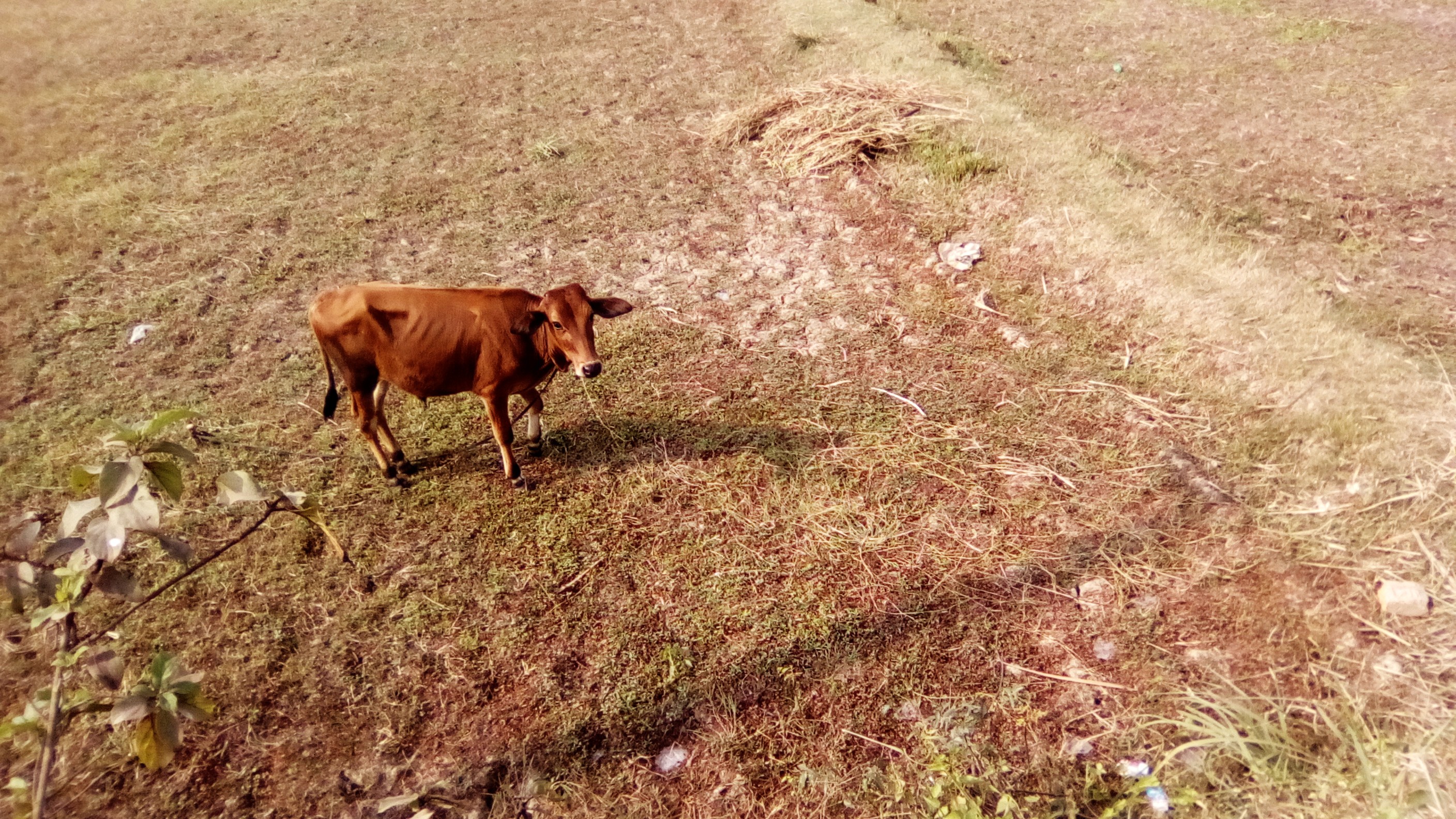 Free download high resolution image - free image free photo free stock image public domain picture -Cow