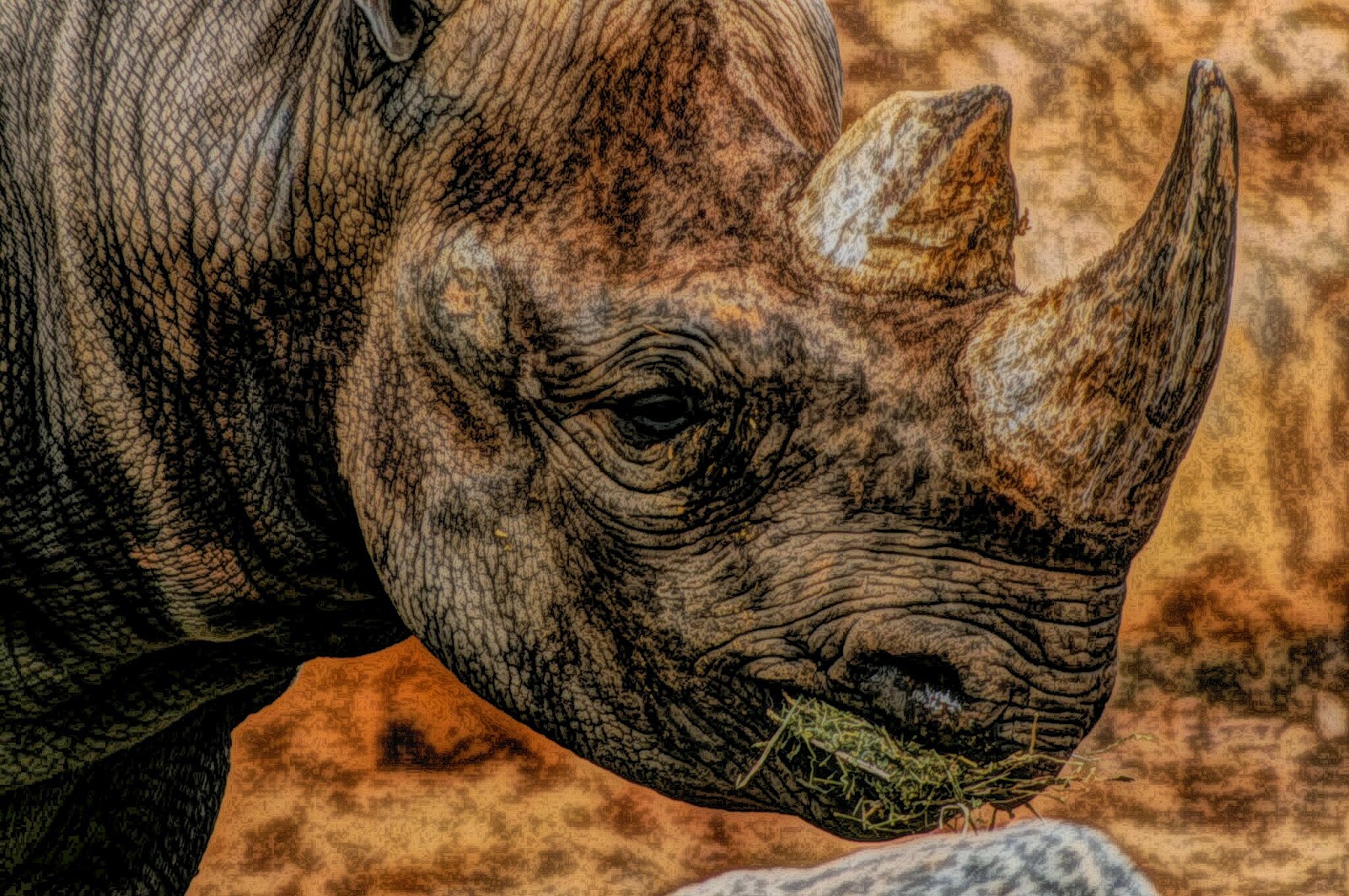 Free download high resolution image - free image free photo free stock image public domain picture -Rhinoceros