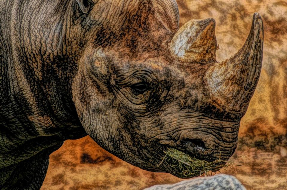 Free download high resolution image - free image free photo free stock image public domain picture  Rhinoceros