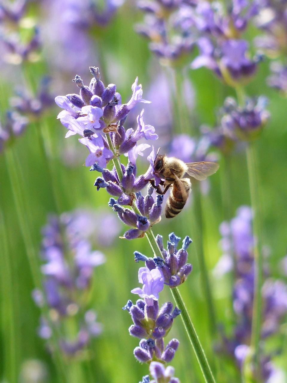 Free download high resolution image - free image free photo free stock image public domain picture  Bumblebee lavender flower