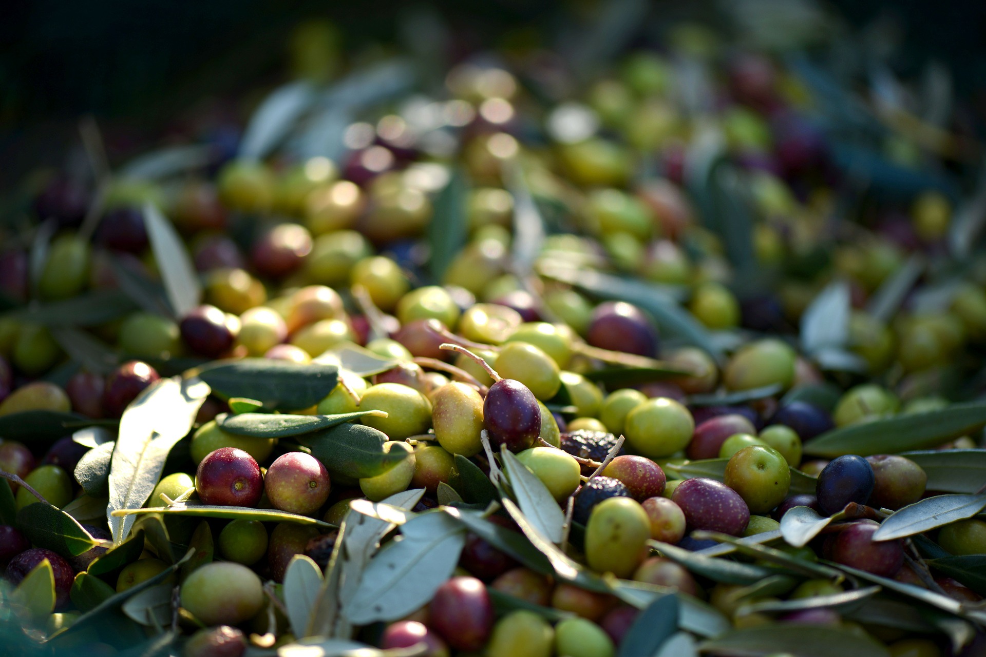 Free download high resolution image - free image free photo free stock image public domain picture -Olives Provence France