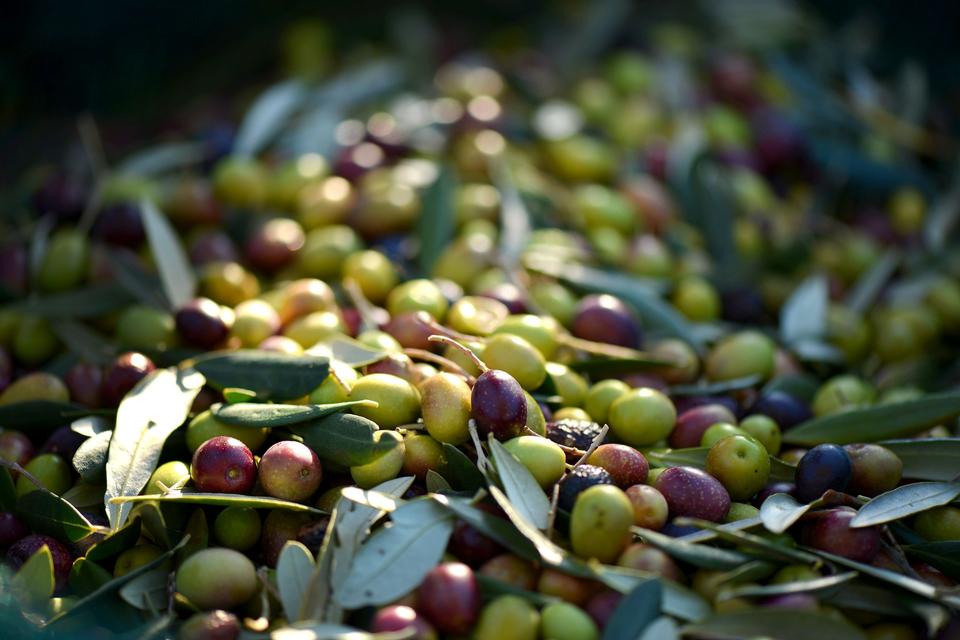 Free download high resolution image - free image free photo free stock image public domain picture  Olives Provence France