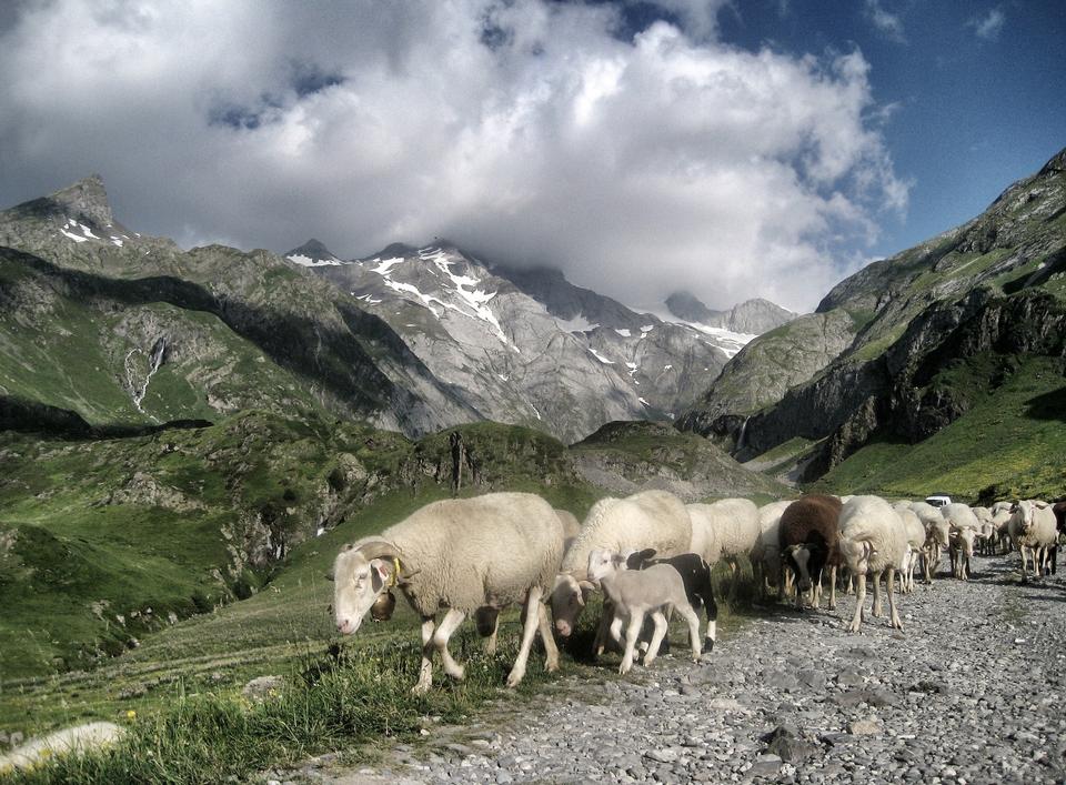 Free download high resolution image - free image free photo free stock image public domain picture  Pyrenees Gr10 Petit Vignemale Mountains Sheep