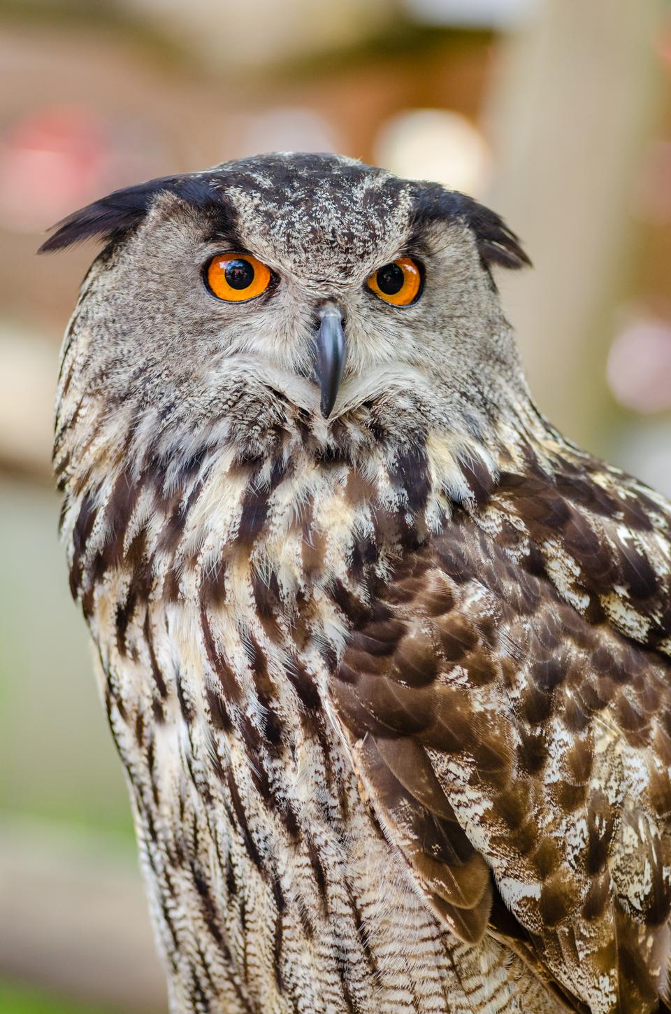 Free download high resolution image - free image free photo free stock image public domain picture  Eagle Owl