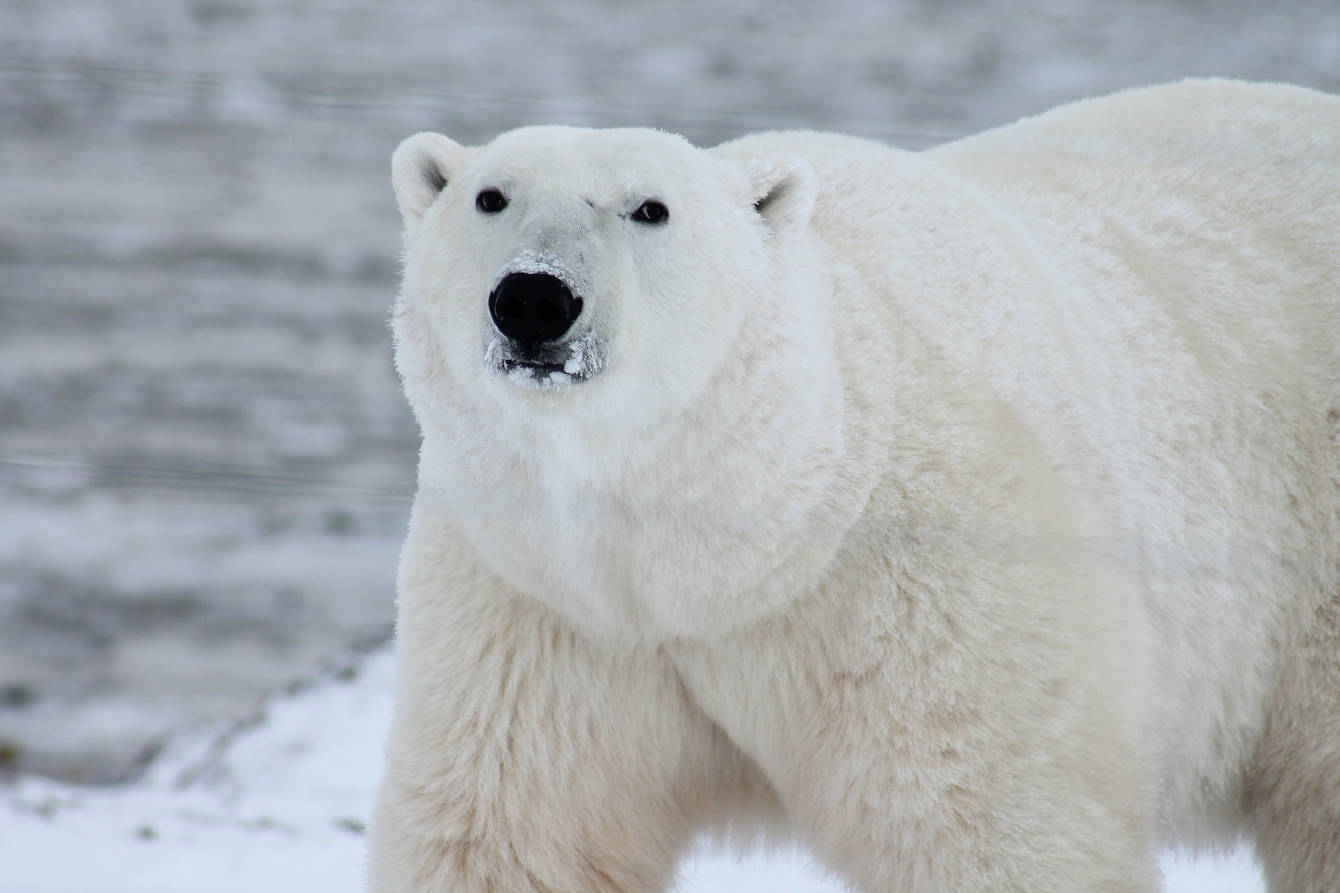 Free download high resolution image - free image free photo free stock image public domain picture -Polar bear (Ursus maritimus) in the snow