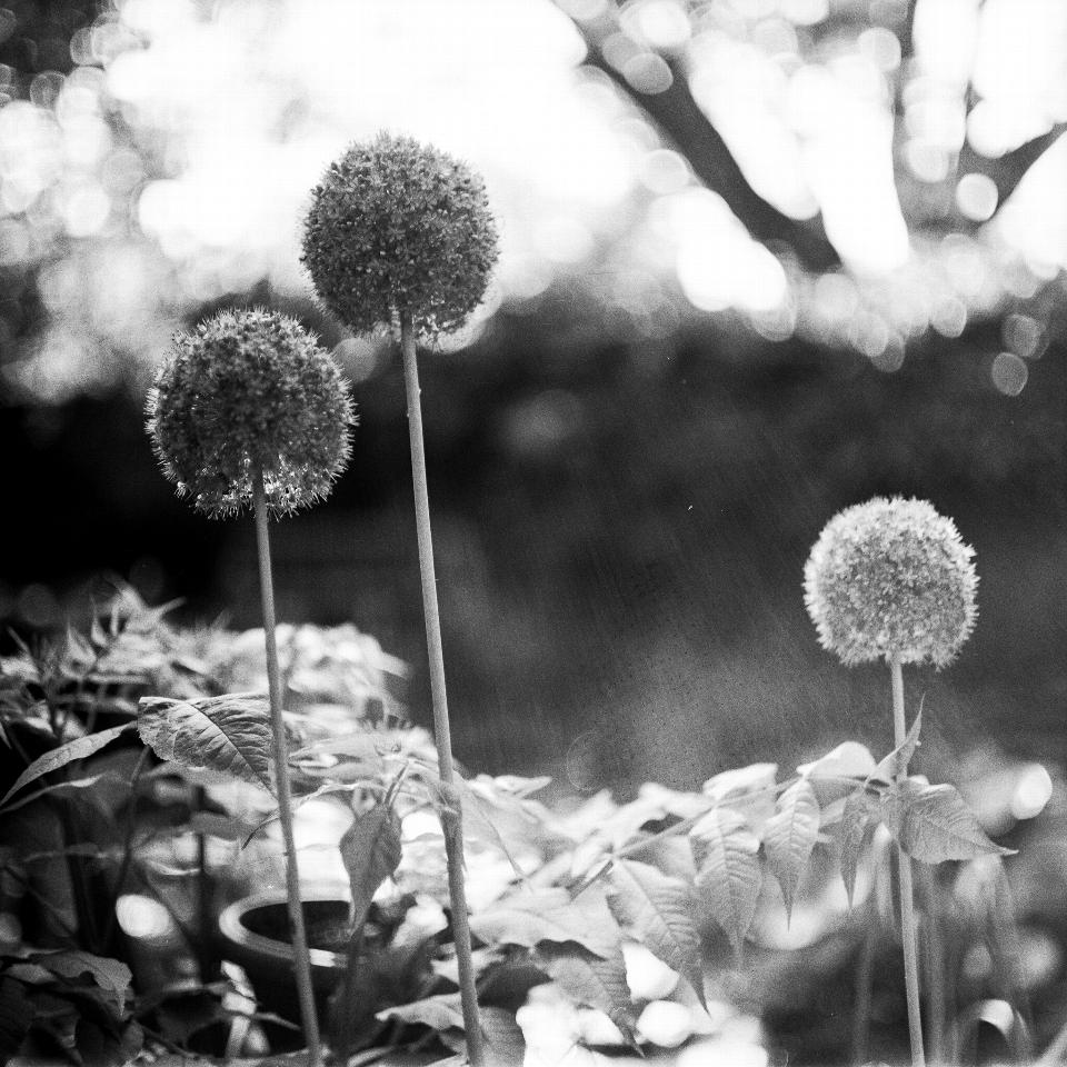 Free download high resolution image - free image free photo free stock image public domain picture  flower balls