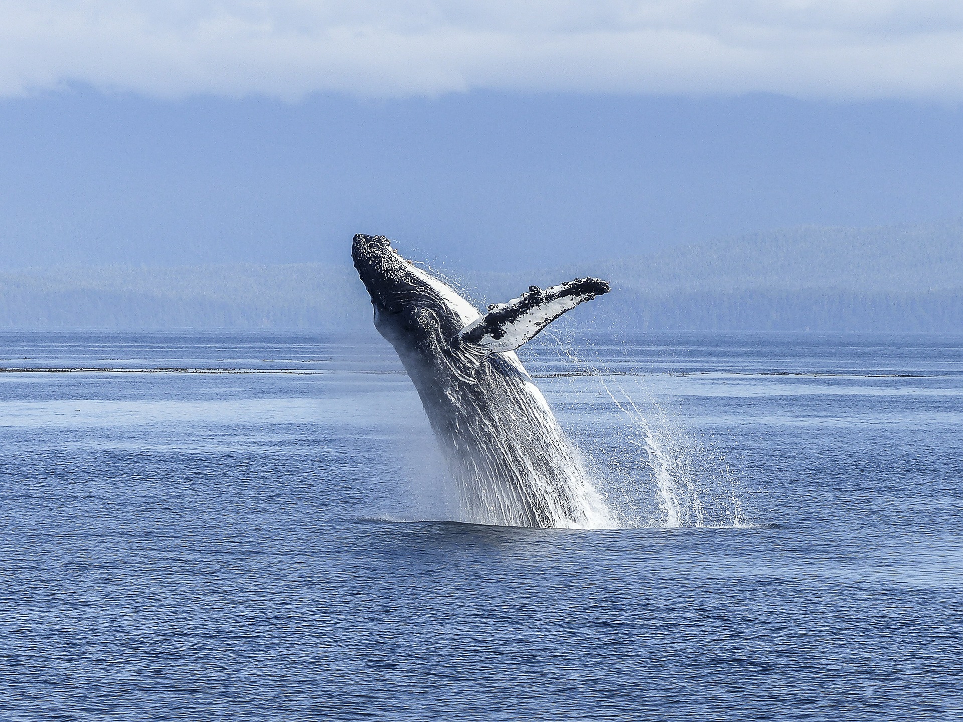 Free download high resolution image - free image free photo free stock image public domain picture -Humpback whale breaching in