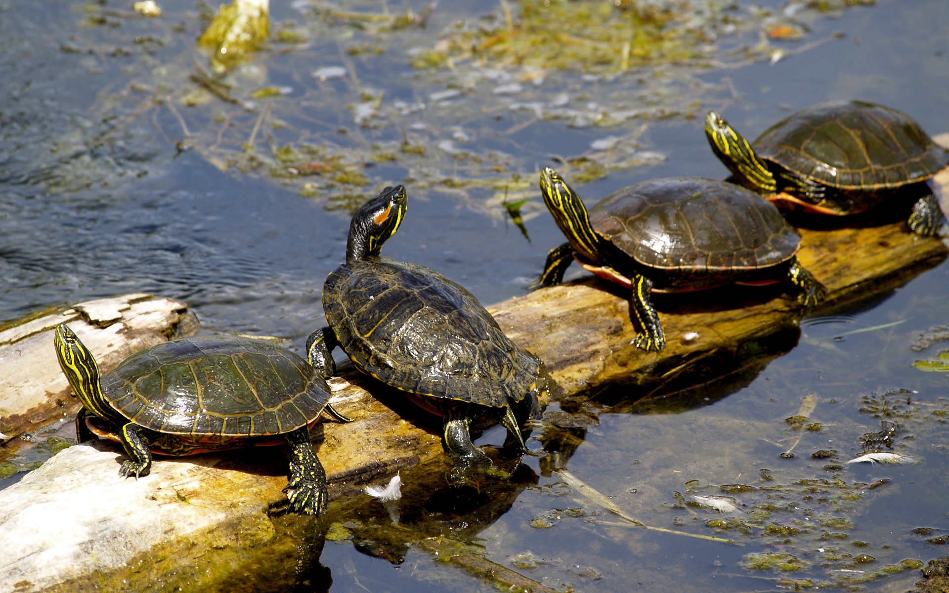 Free download high resolution image - free image free photo free stock image public domain picture -Turtles sunning at the pond,Freshwater turtles