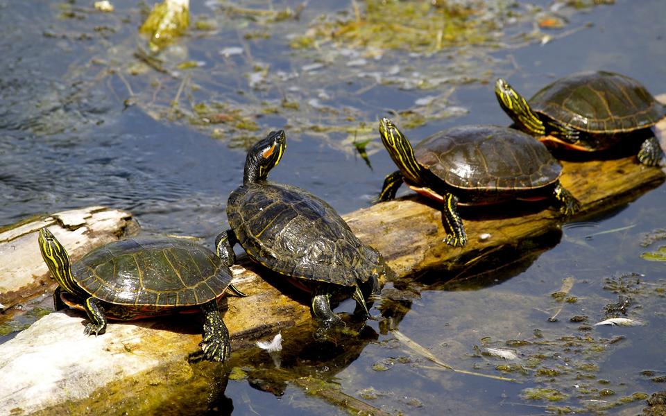 Free download high resolution image - free image free photo free stock image public domain picture  Turtles sunning at the pond,Freshwater turtles