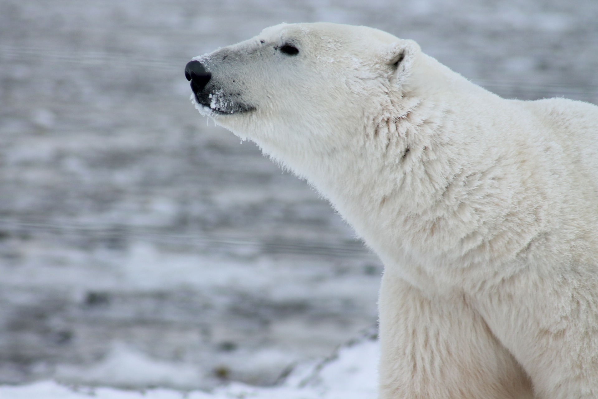 Free download high resolution image - free image free photo free stock image public domain picture -Close up of polar bear in Canada