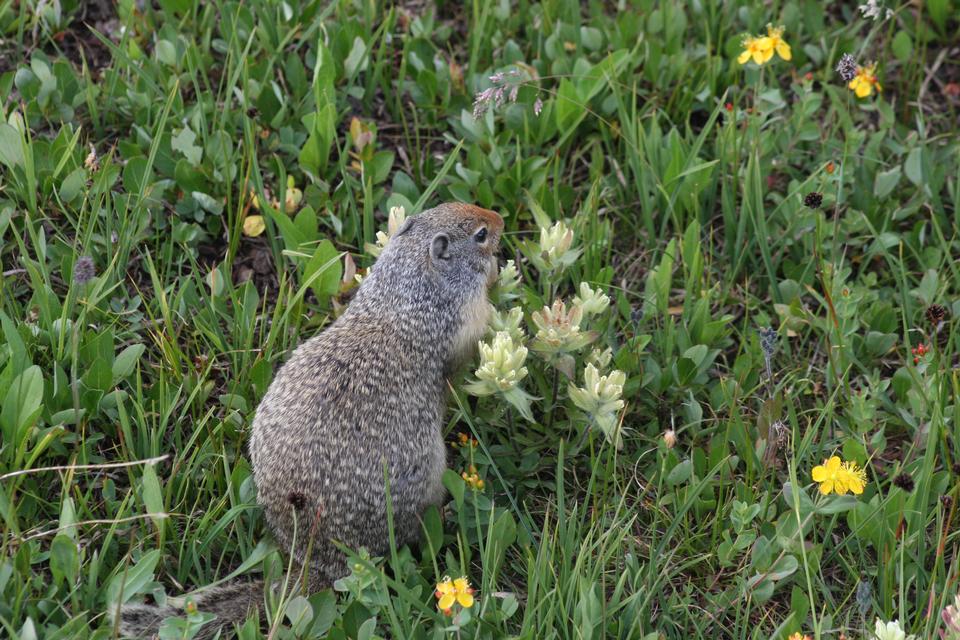 Free download high resolution image - free image free photo free stock image public domain picture  Ground Squirrel in Glacier National Park, Montana