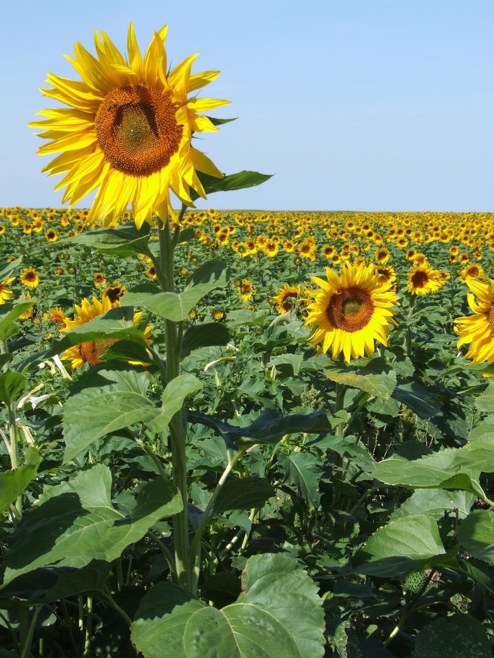 Free download high resolution image - free image free photo free stock image public domain picture  Sunflowers France Field Yellow Summer Provence