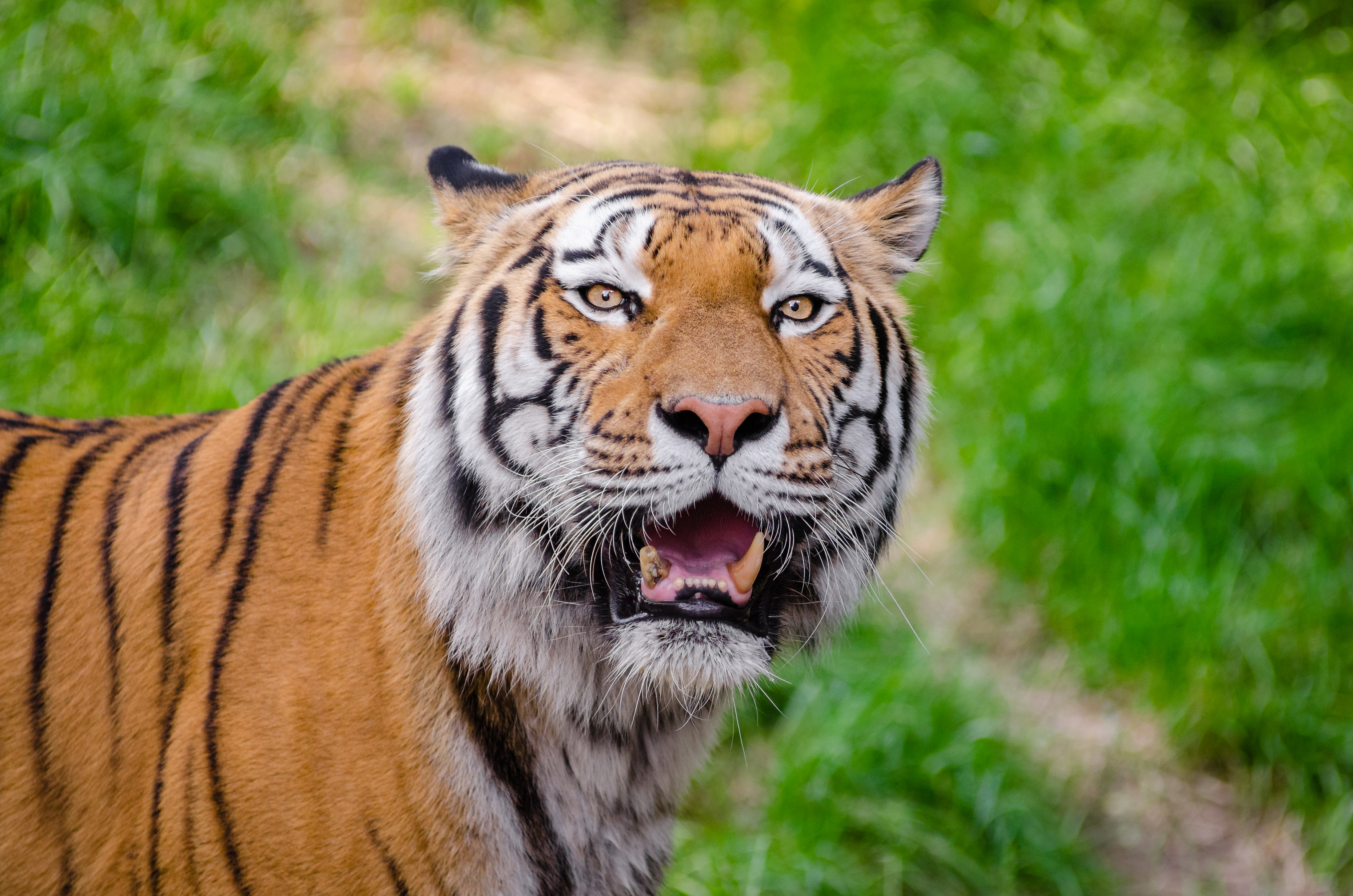 Free download high resolution image - free image free photo free stock image public domain picture -Adult Siberian Tiger