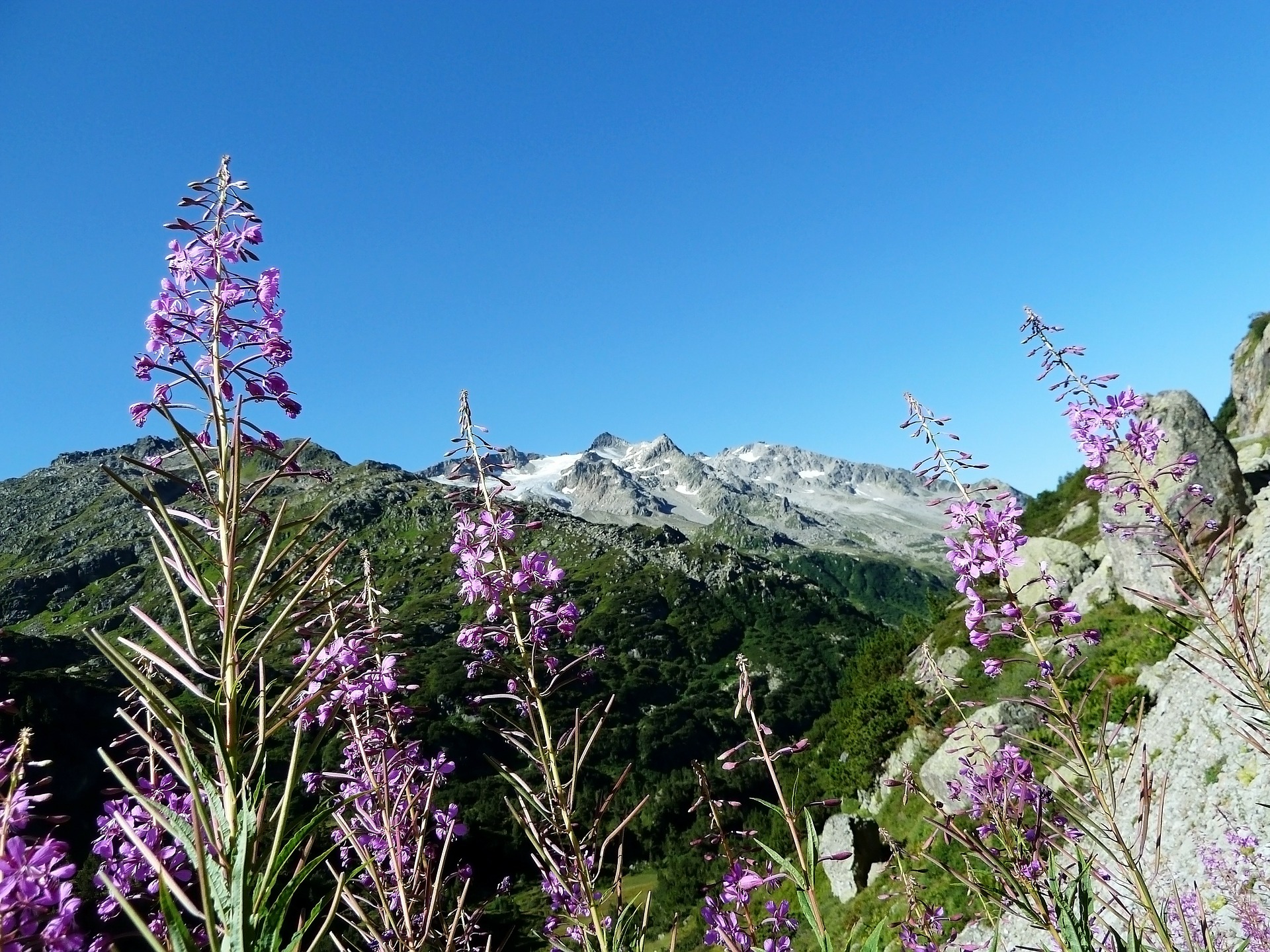 Free download high resolution image - free image free photo free stock image public domain picture -Purple Flowers Sky Blue Green Pink Plant