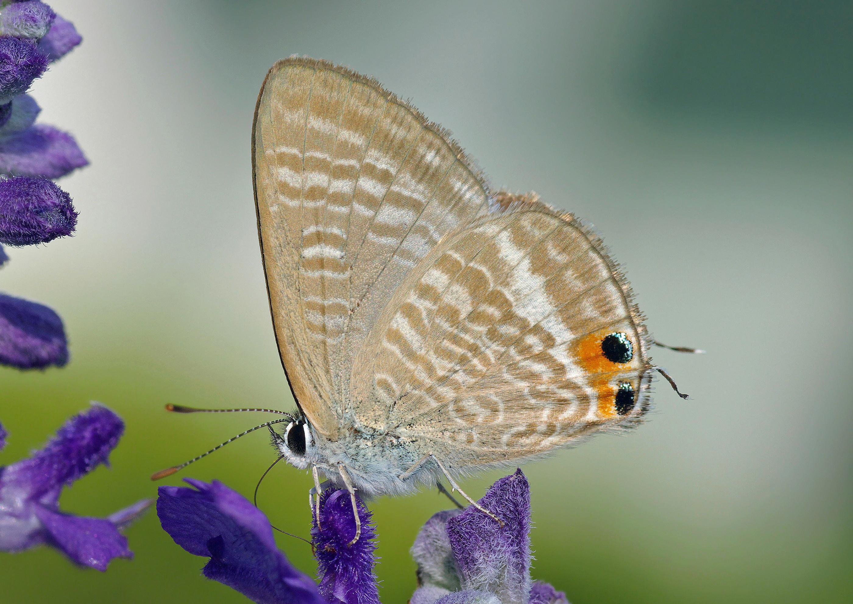 Free download high resolution image - free image free photo free stock image public domain picture -Peablue Lampides boeticus butterfly collecting nectar