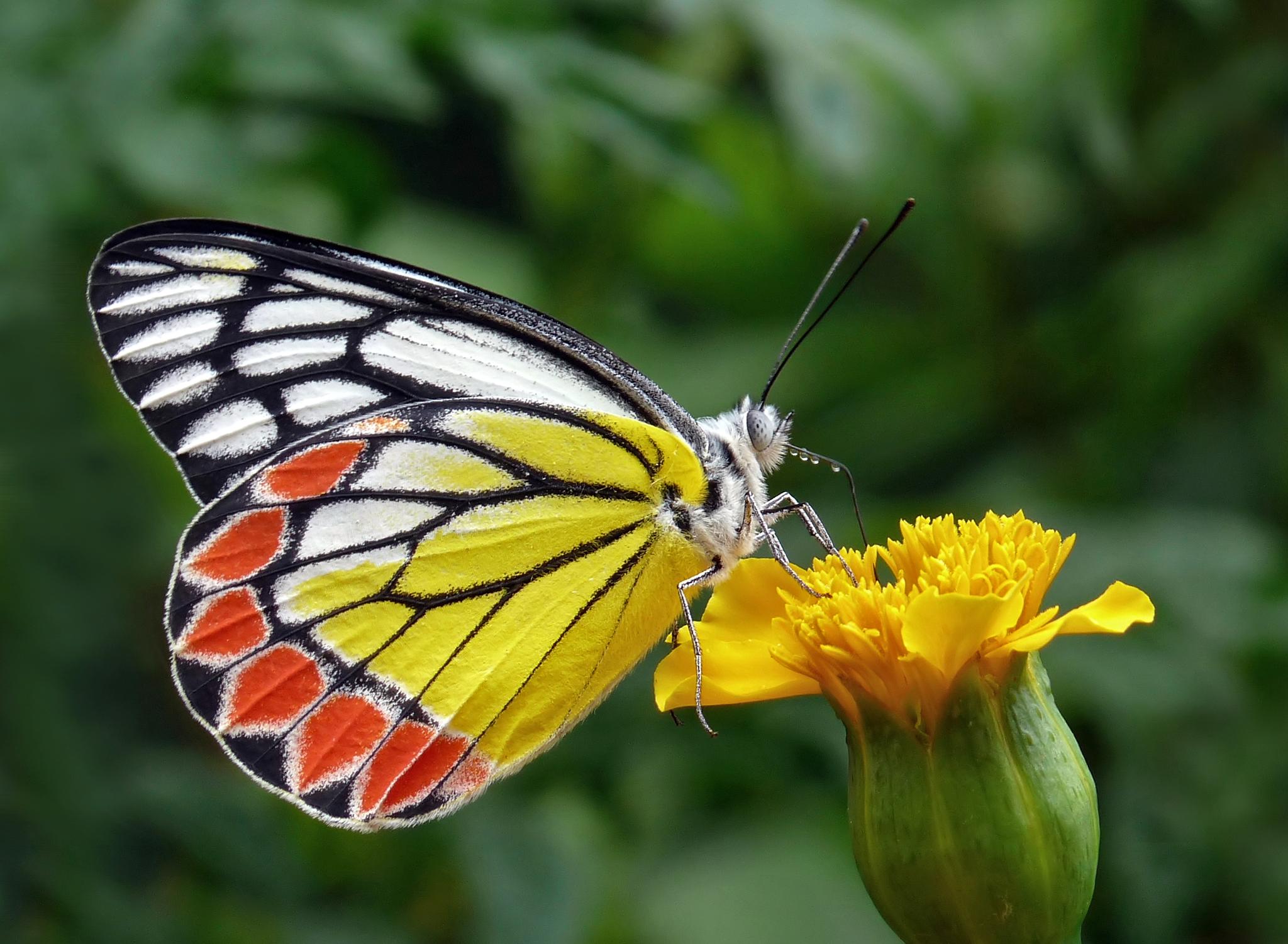 Free download high resolution image - free image free photo free stock image public domain picture -Closeup butterfly on flower