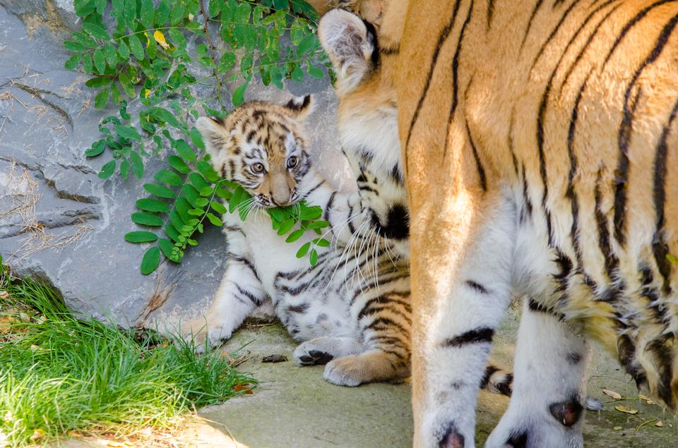 Free download high resolution image - free image free photo free stock image public domain picture  Mother and baby tiger cub