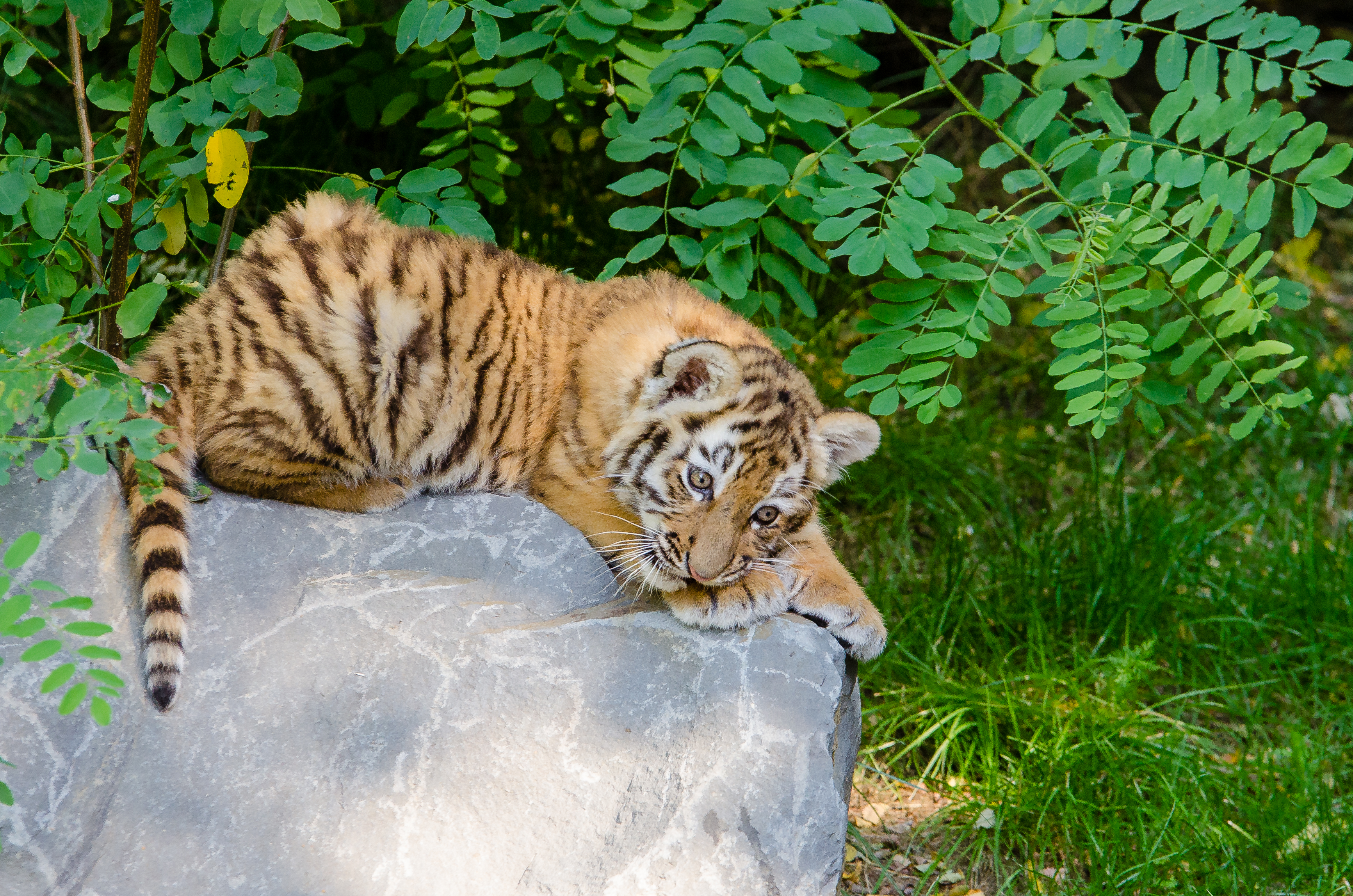 Free download high resolution image - free image free photo free stock image public domain picture -baby tiger