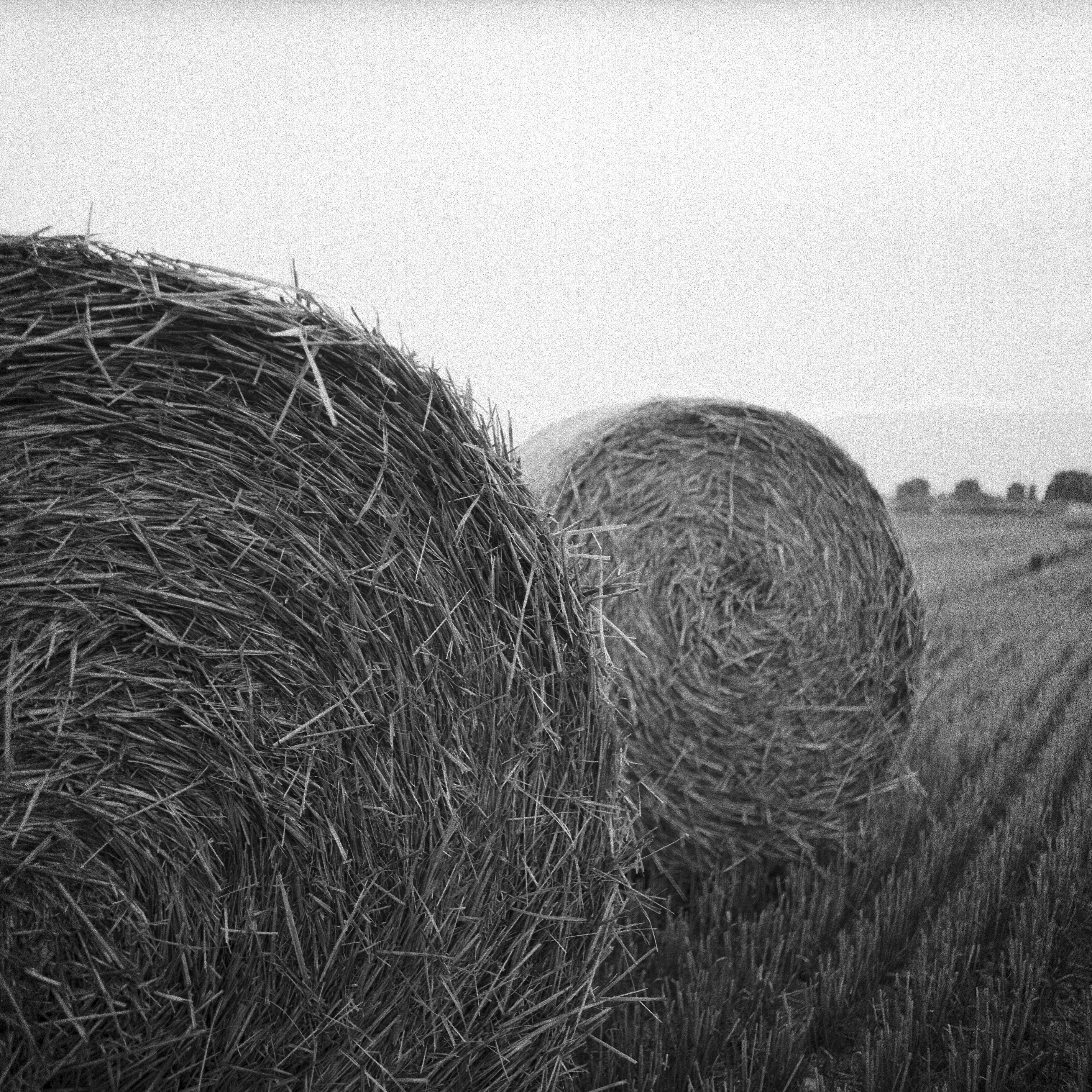 Free download high resolution image - free image free photo free stock image public domain picture -hay-roll on meadow