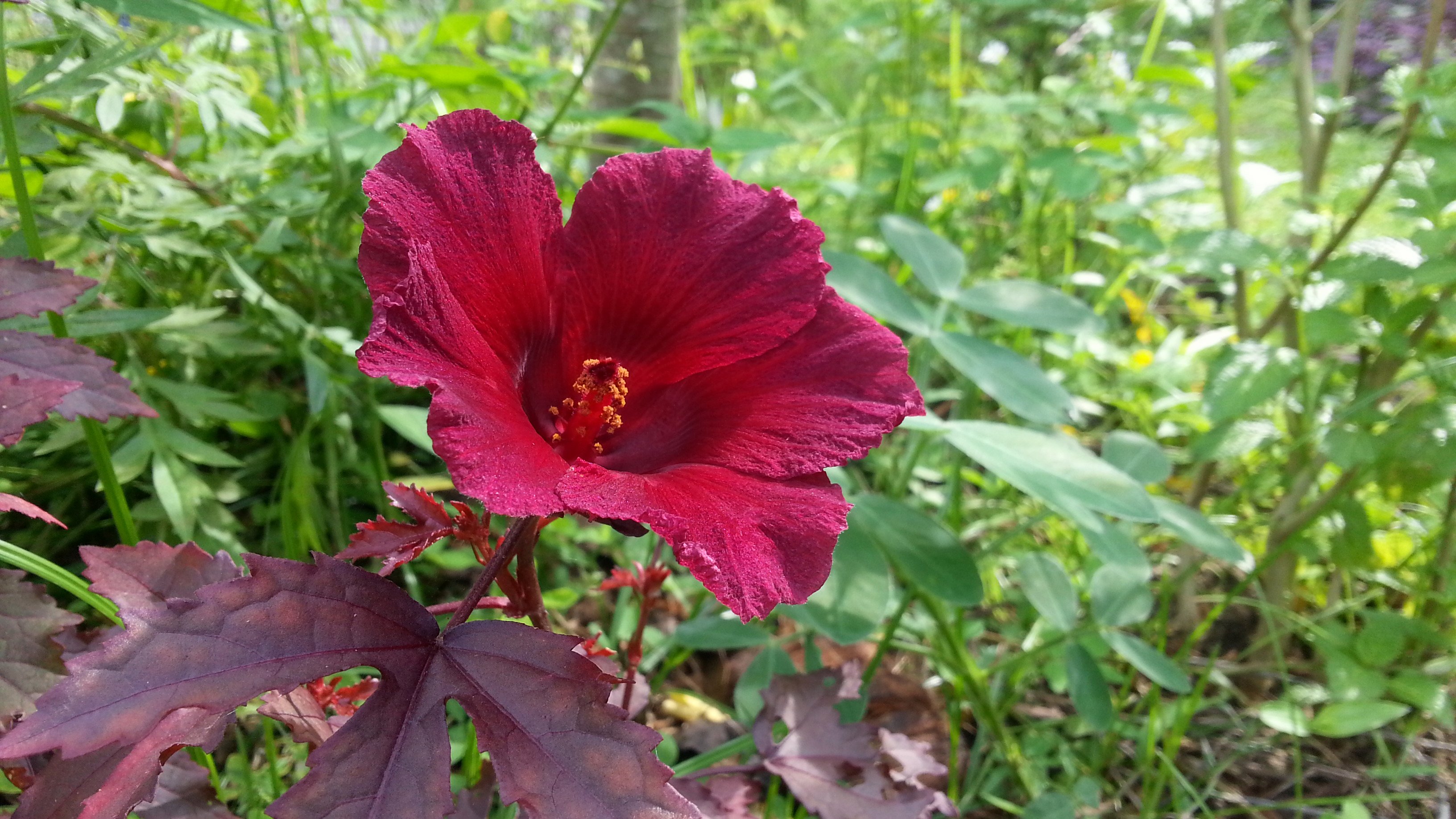 Free download high resolution image - free image free photo free stock image public domain picture -hibiscus in red