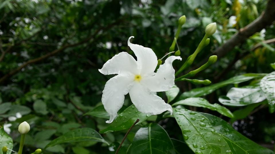 Free download high resolution image - free image free photo free stock image public domain picture  White Periwinkle