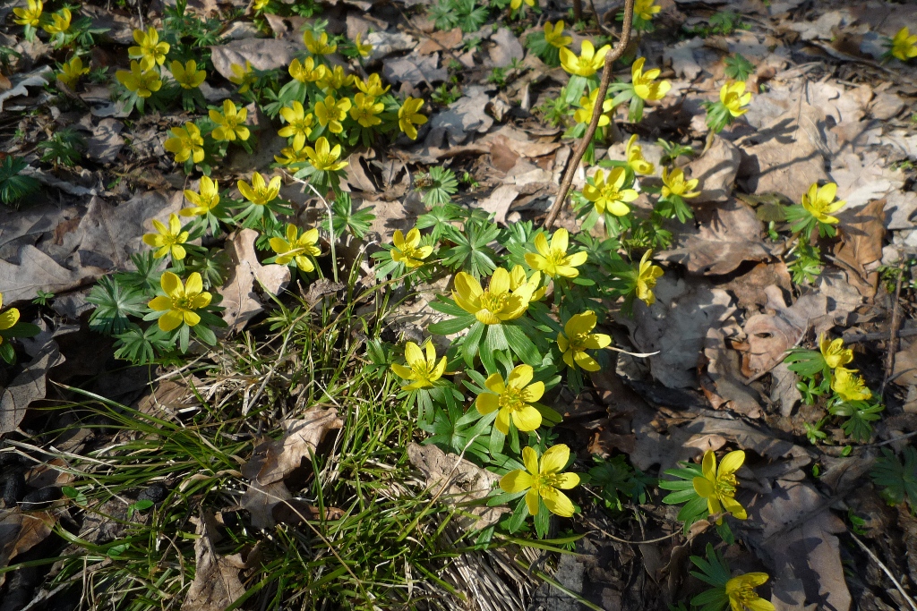 Free download high resolution image - free image free photo free stock image public domain picture -Anemone ranunculoides