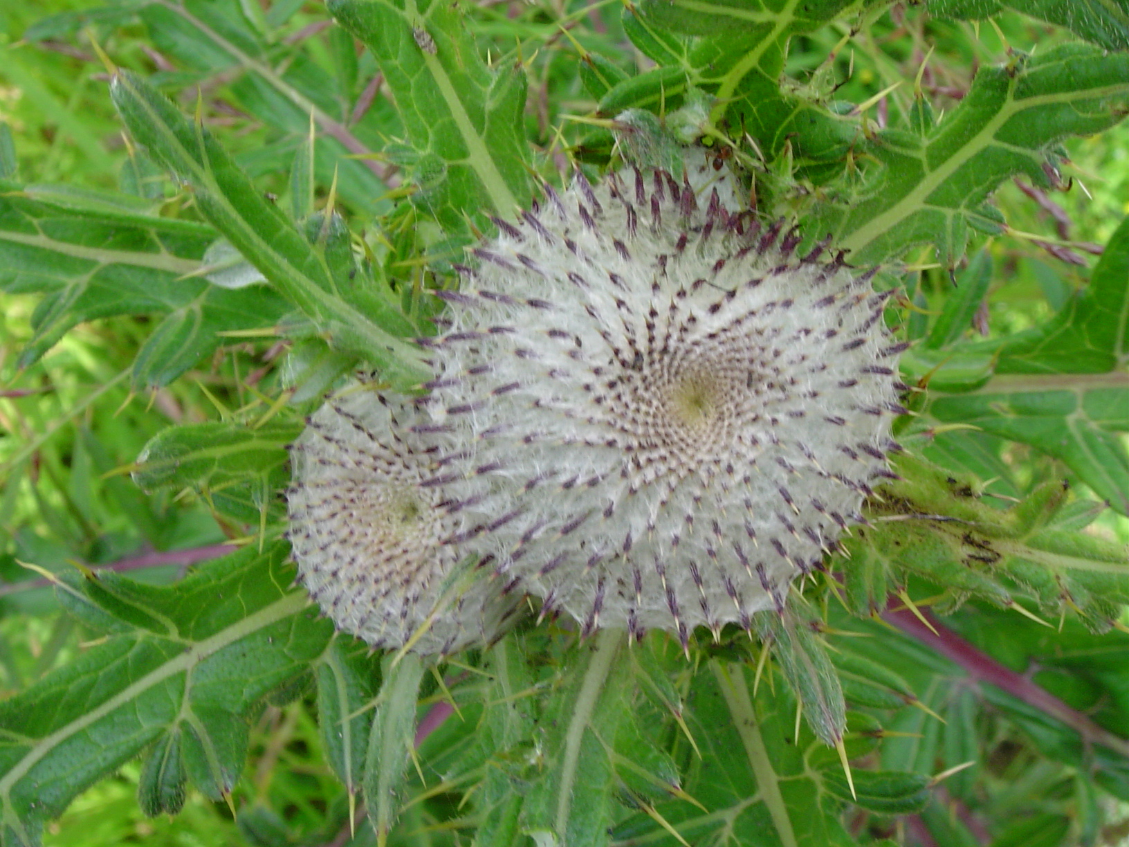 Free download high resolution image - free image free photo free stock image public domain picture -thistle