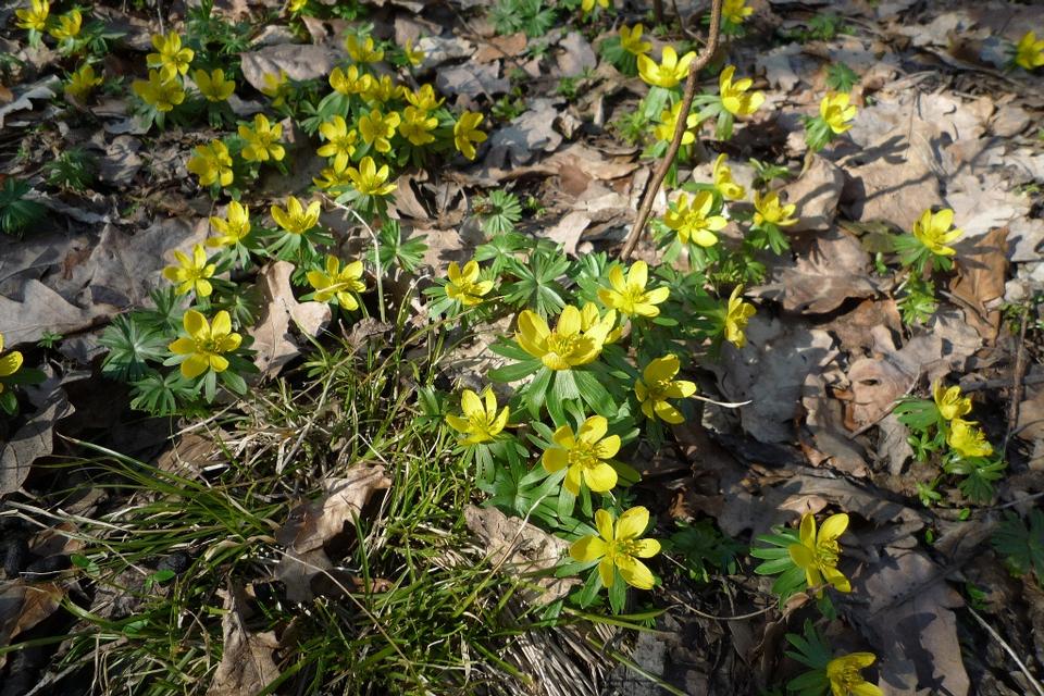 Free download high resolution image - free image free photo free stock image public domain picture  Anemone ranunculoides