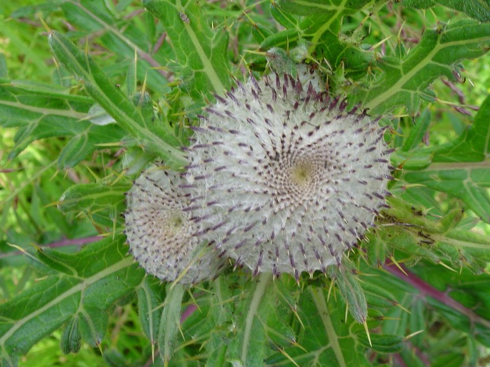 Free download high resolution image - free image free photo free stock image public domain picture  thistle