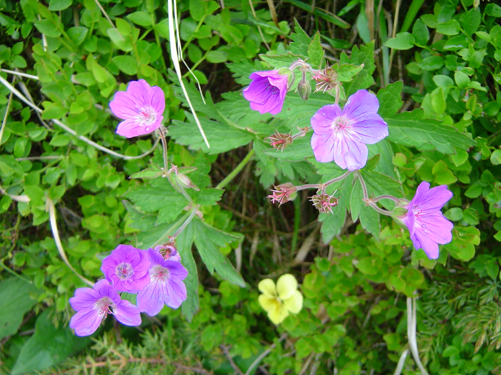 Free download high resolution image - free image free photo free stock image public domain picture -Geranium