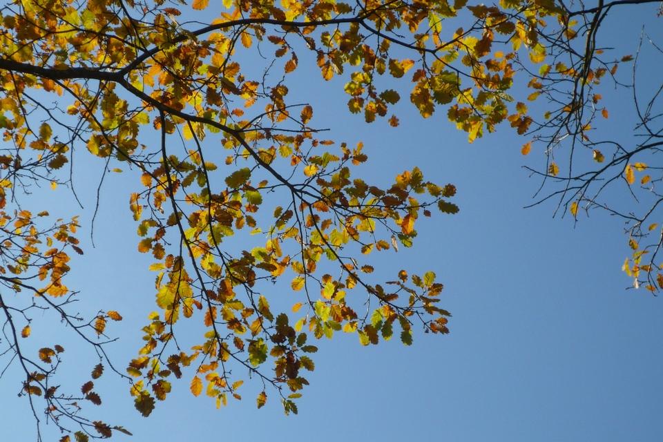 Free download high resolution image - free image free photo free stock image public domain picture  Autumn oak leaves