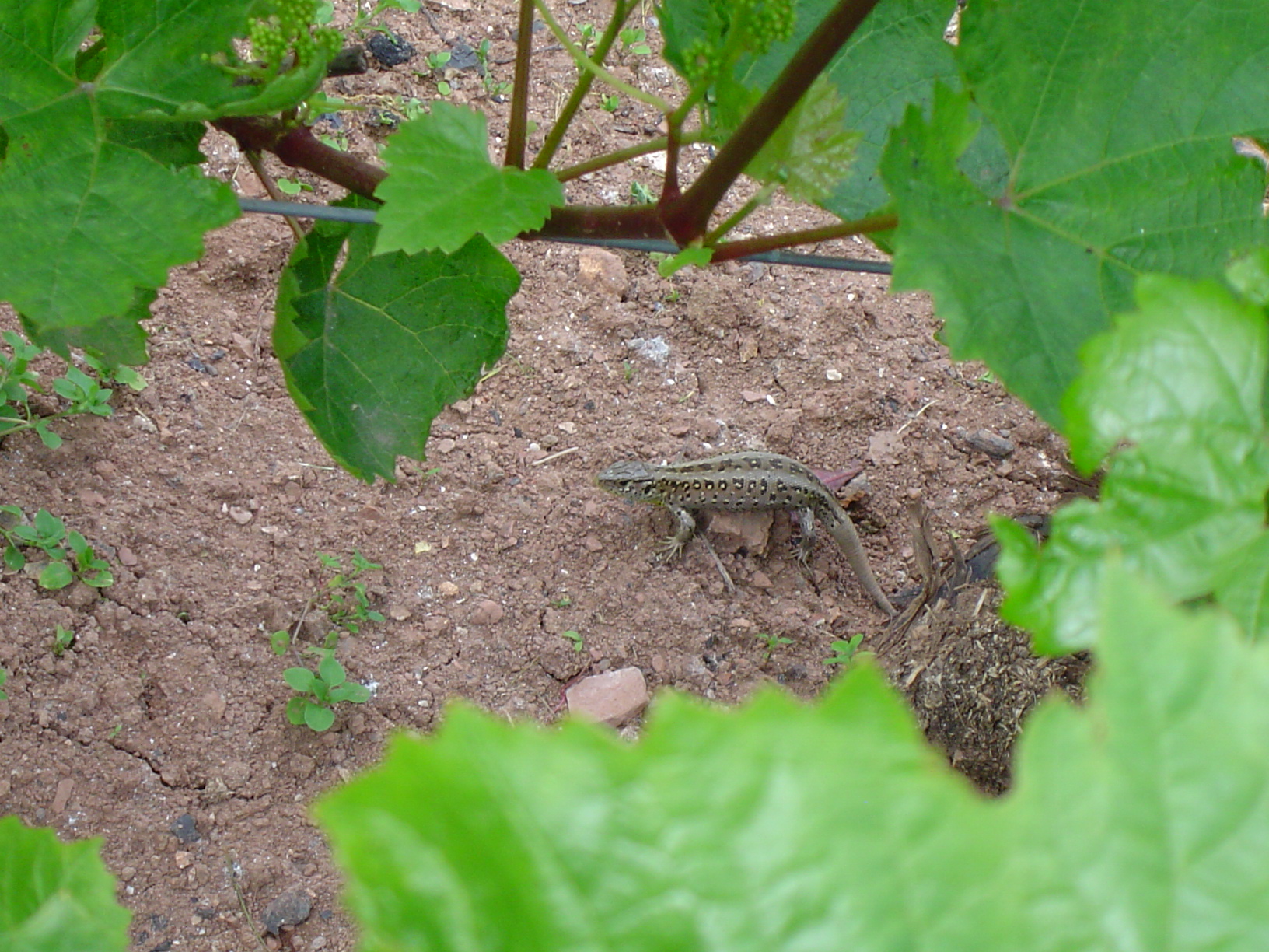 Free download high resolution image - free image free photo free stock image public domain picture -Lizzard