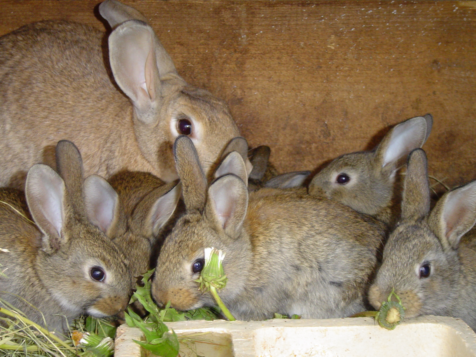 Free download high resolution image - free image free photo free stock image public domain picture -Rabbits