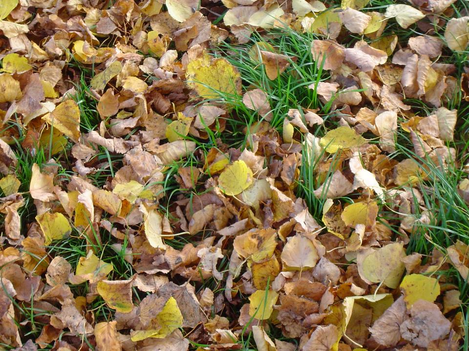 Free download high resolution image - free image free photo free stock image public domain picture  birch leaves in the grass