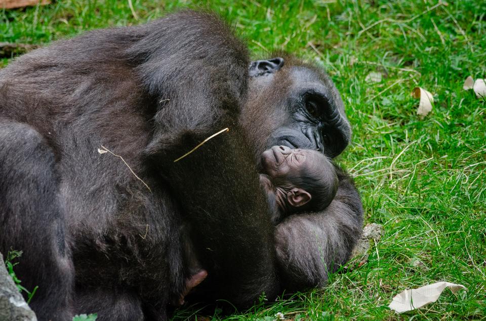 Free download high resolution image - free image free photo free stock image public domain picture  A female mountain gorilla with a baby