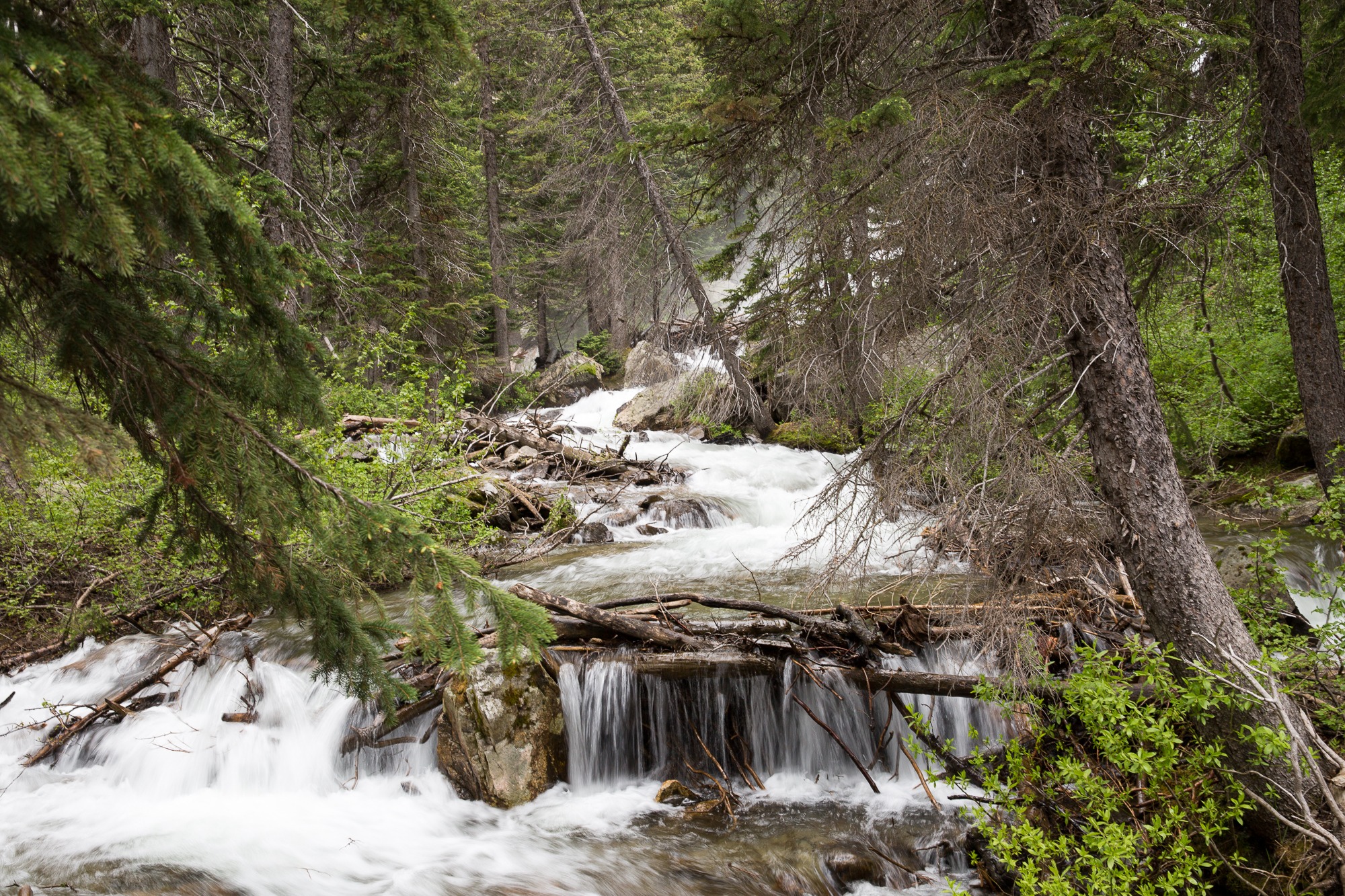 Free download high resolution image - free image free photo free stock image public domain picture -Cascade Canyon Trail in Grand Teton National Park