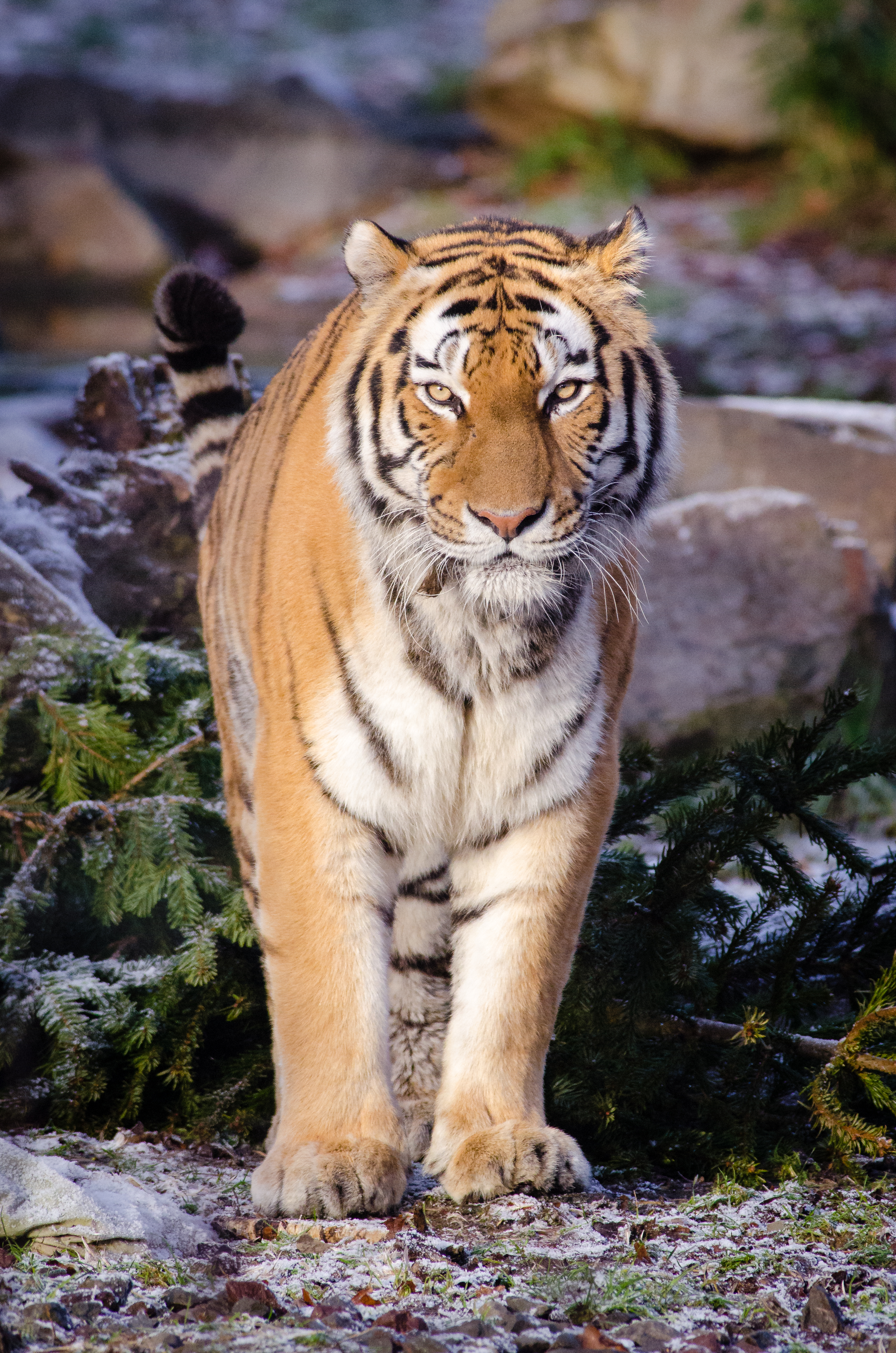 Free download high resolution image - free image free photo free stock image public domain picture -Siberian Tiger