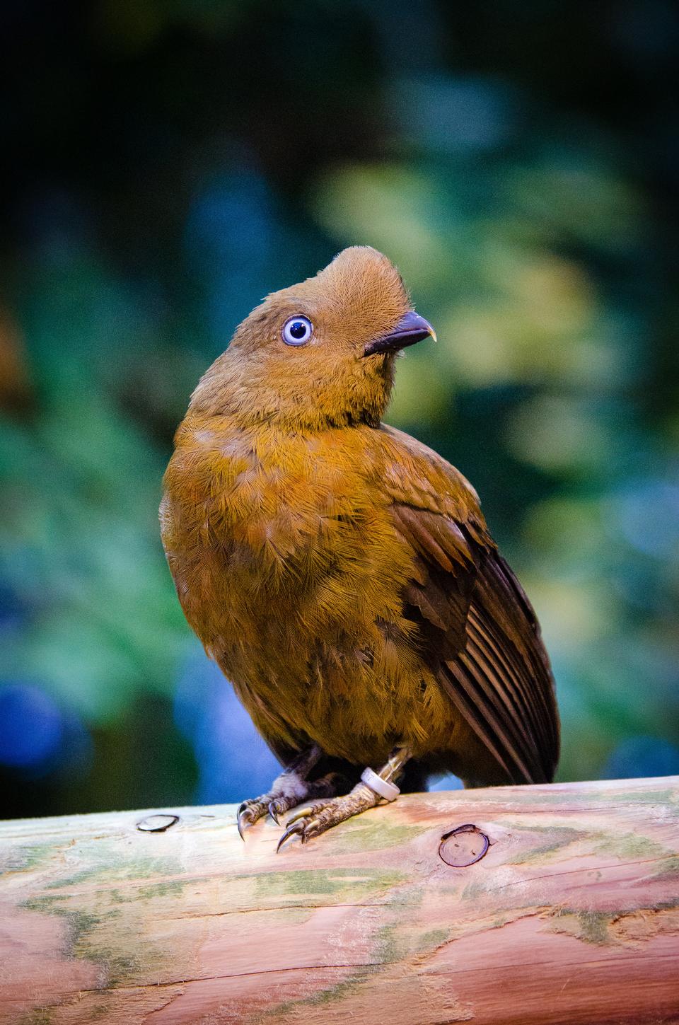 Free download high resolution image - free image free photo free stock image public domain picture  Andean cock-of-the-rock bird of the Rupicola rupicola peruvianus